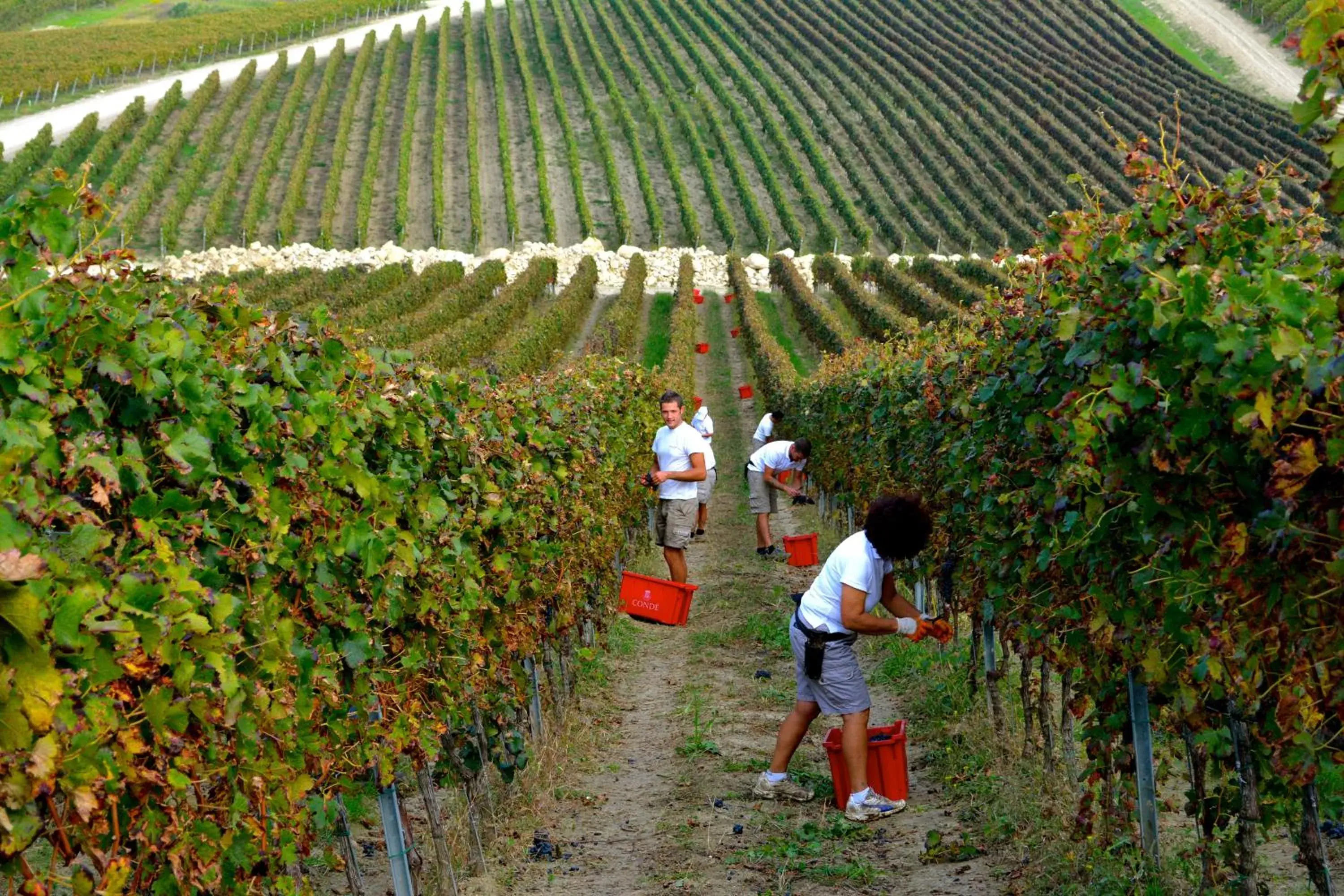 Landmark view in Borgo Conde Wine Resort Landmark view in Borgo Conde Wine Resort