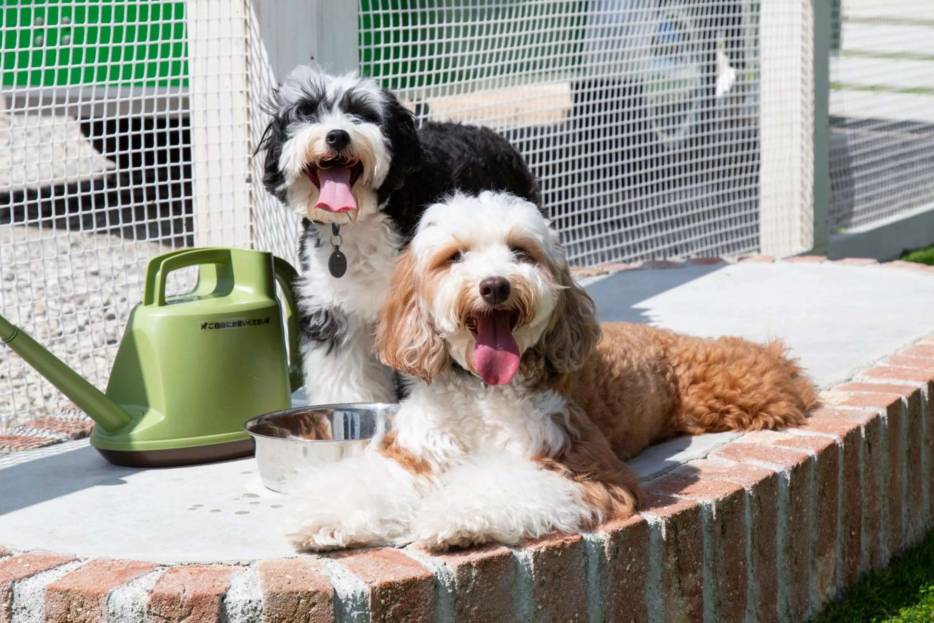 Pets in glampark FREE AND EASY CAMP RESORT　三重県