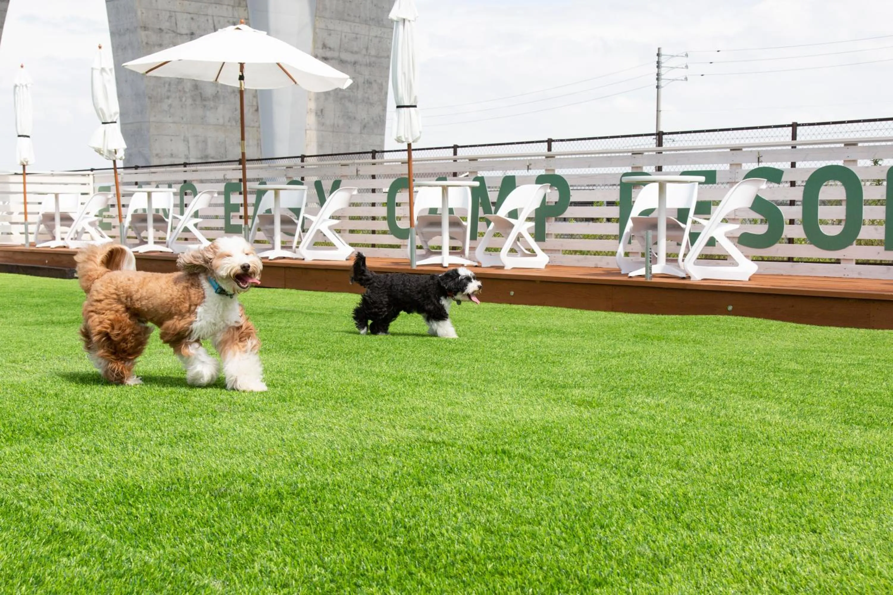 Pets in glampark FREE AND EASY CAMP RESORT　三重県