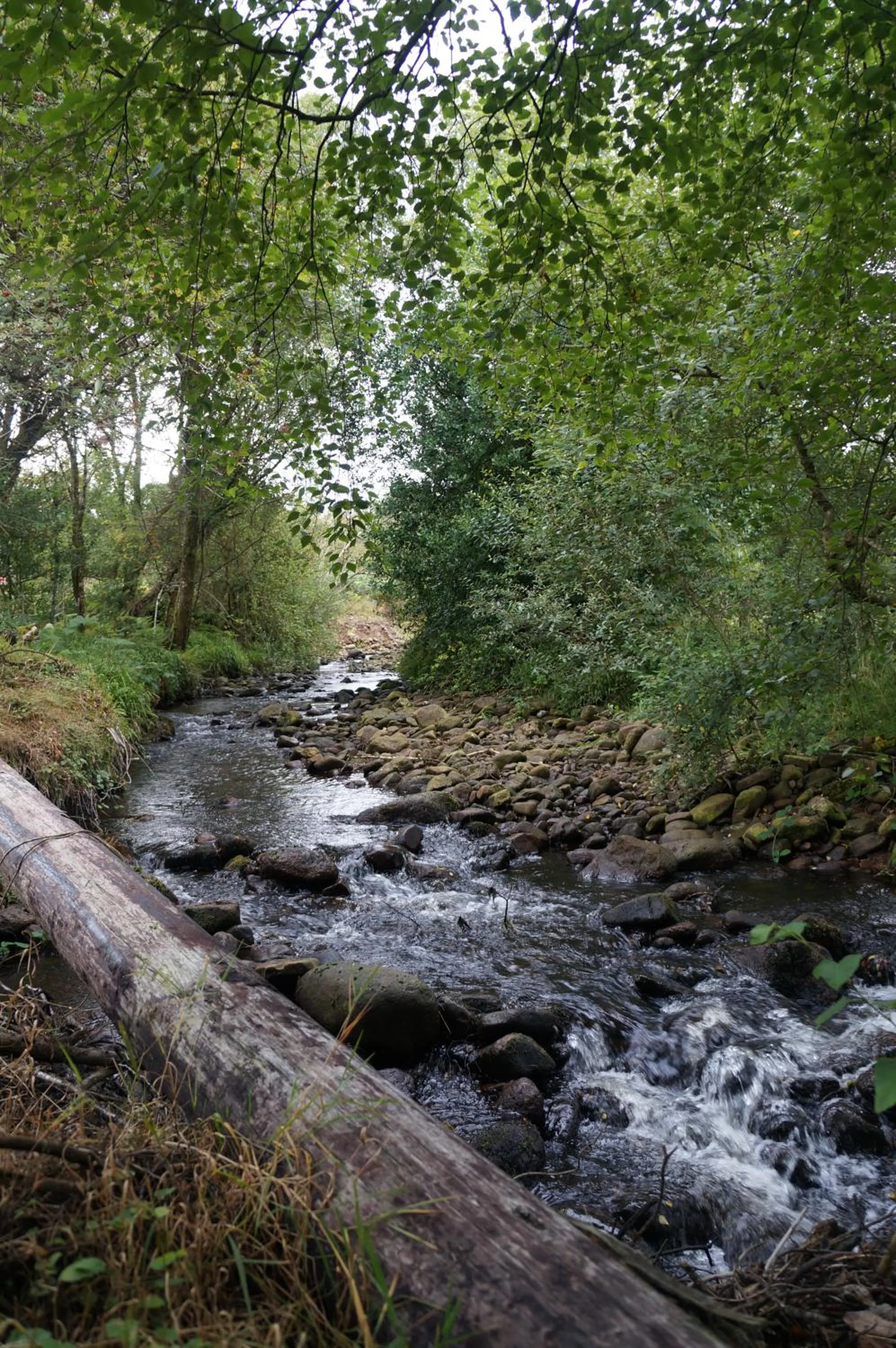 Natural landscape in Deerbrook House B&B
