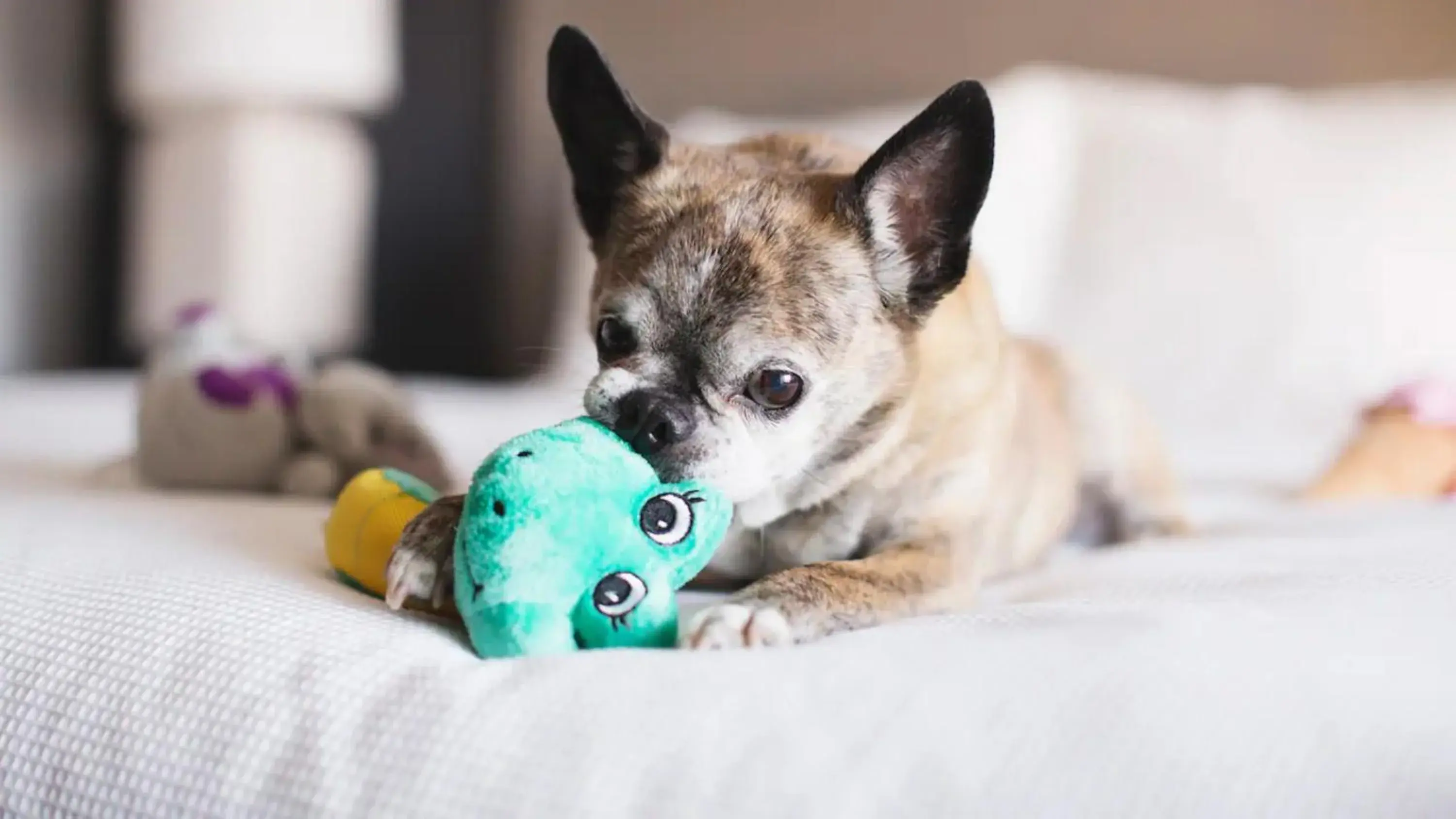 Pets in Hyatt Place Austin Arboretum Pets in Hyatt Place Austin Arboretum
