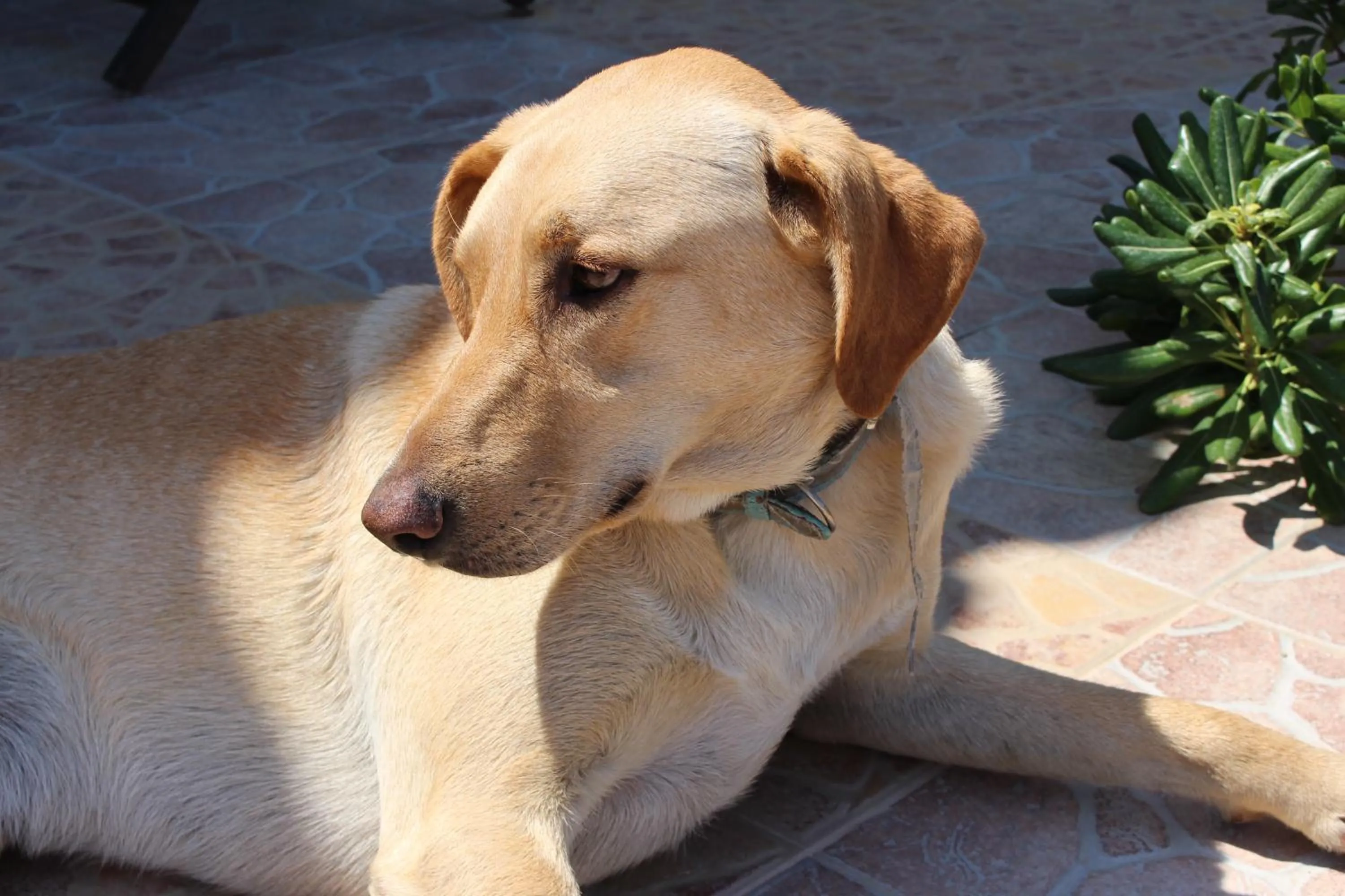 Pets in Casa La Liccia