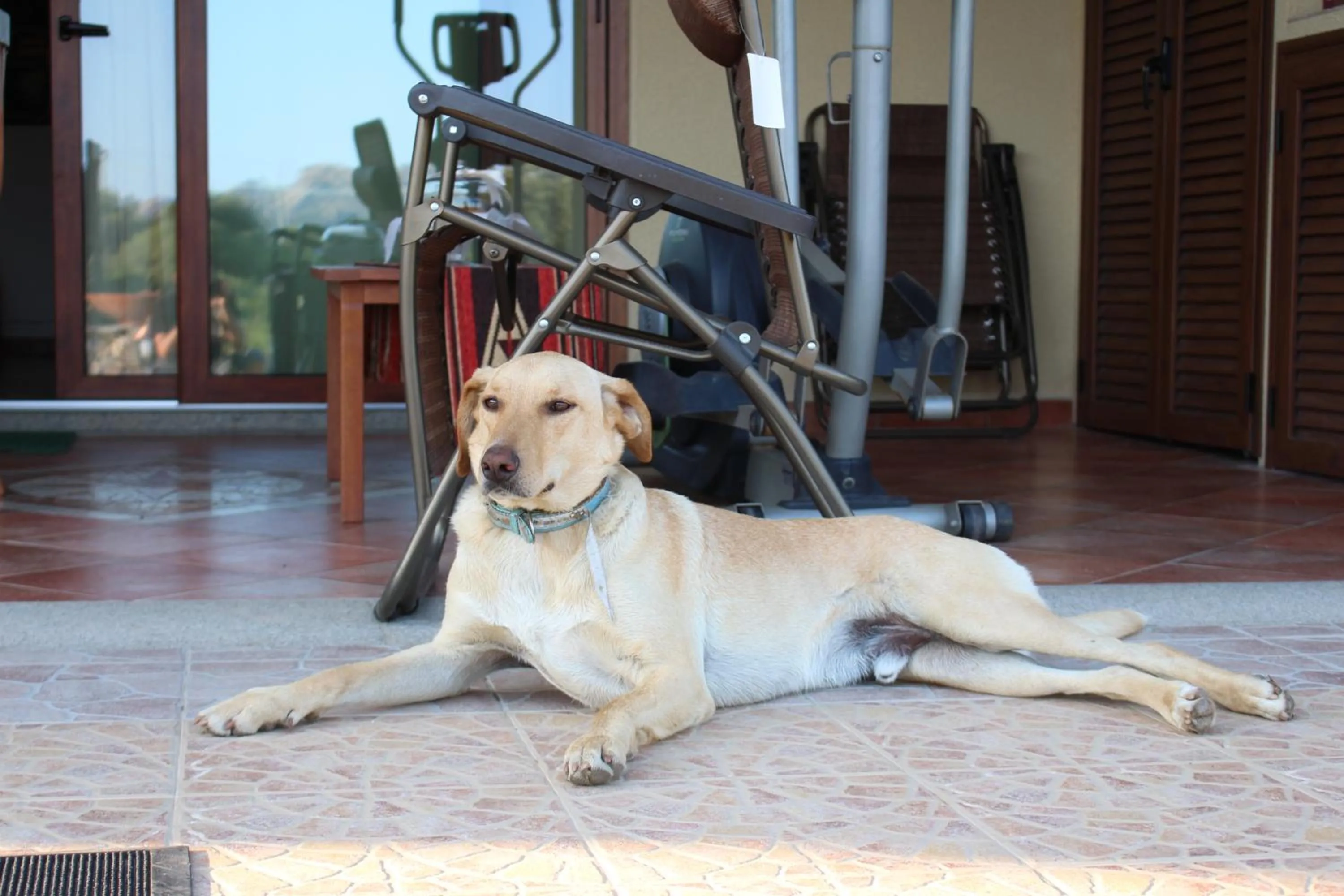 Pets in Casa La Liccia
