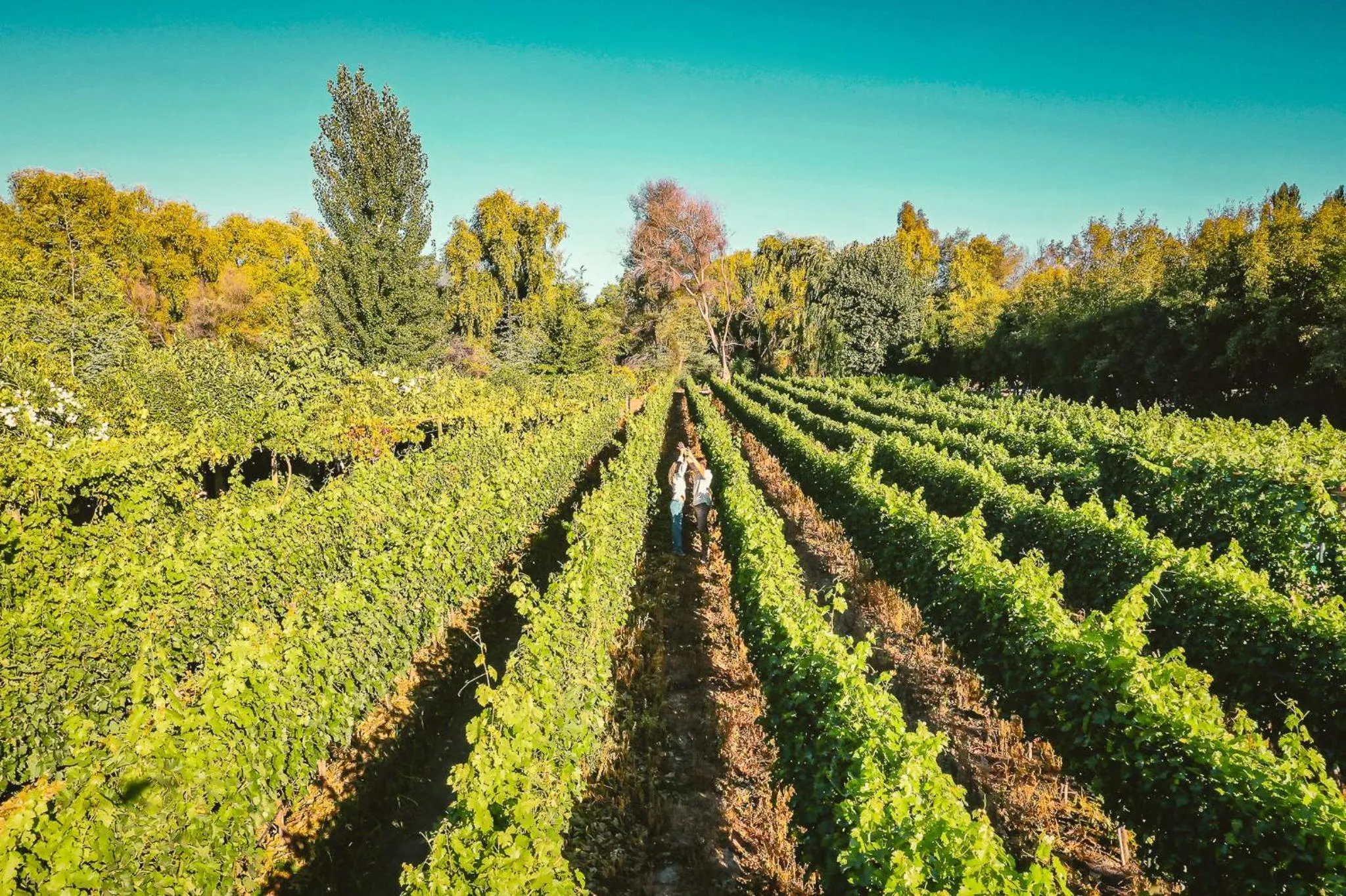 Natural landscape in Cava Colchagua Hotel Boutique