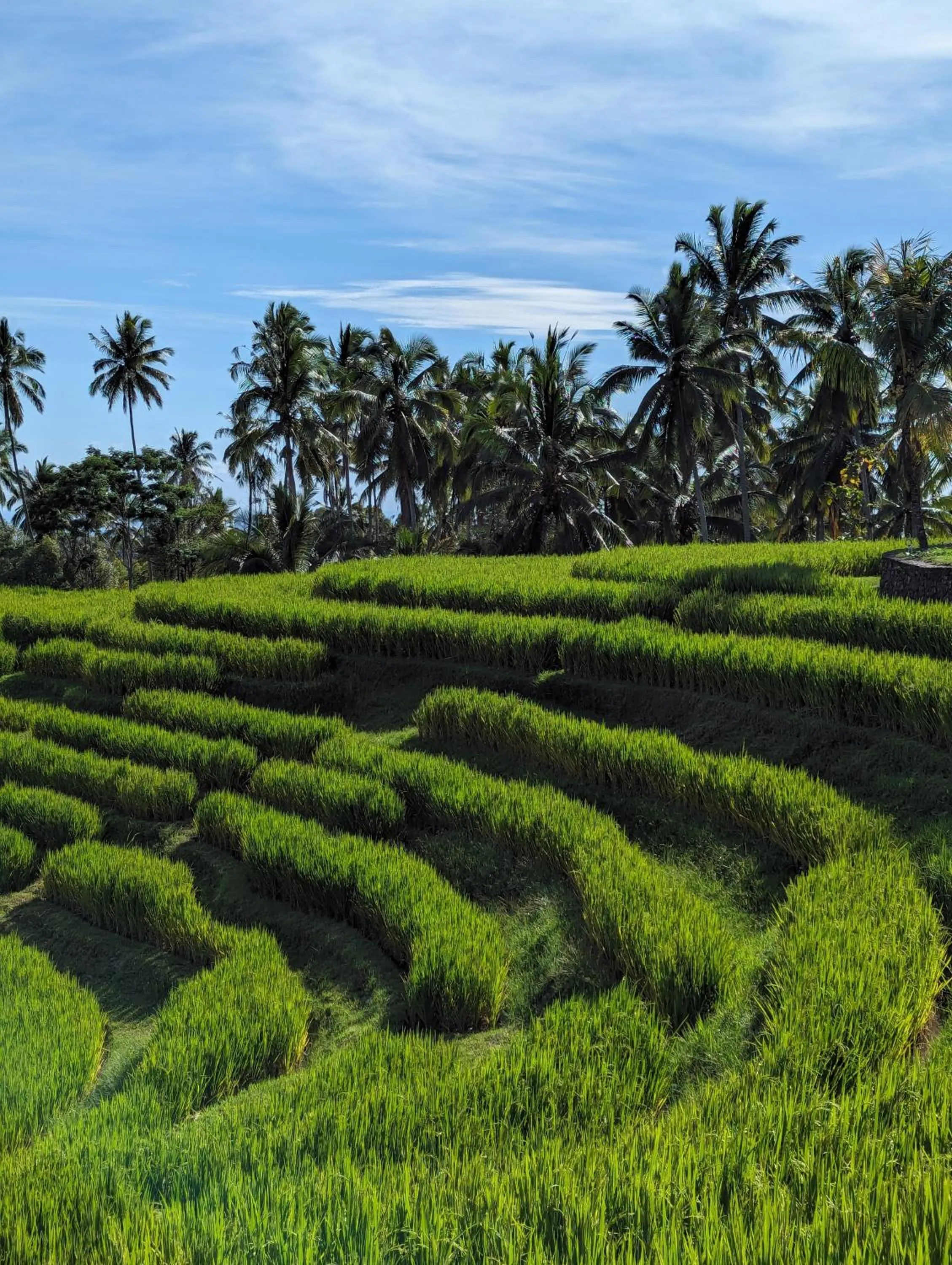 Natural landscape in Puri Dajuma Terrace Eco Lodge & Spa