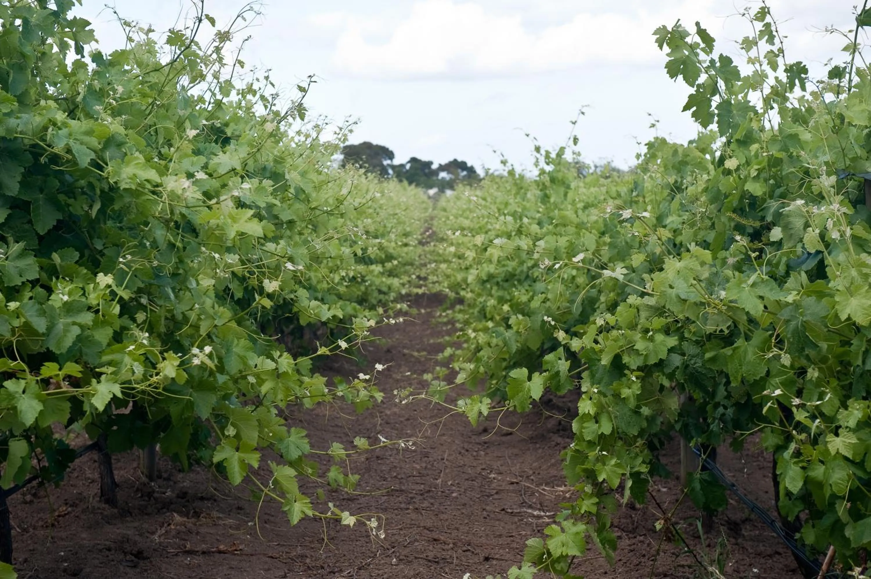 Area and facilities in The Farm Willunga