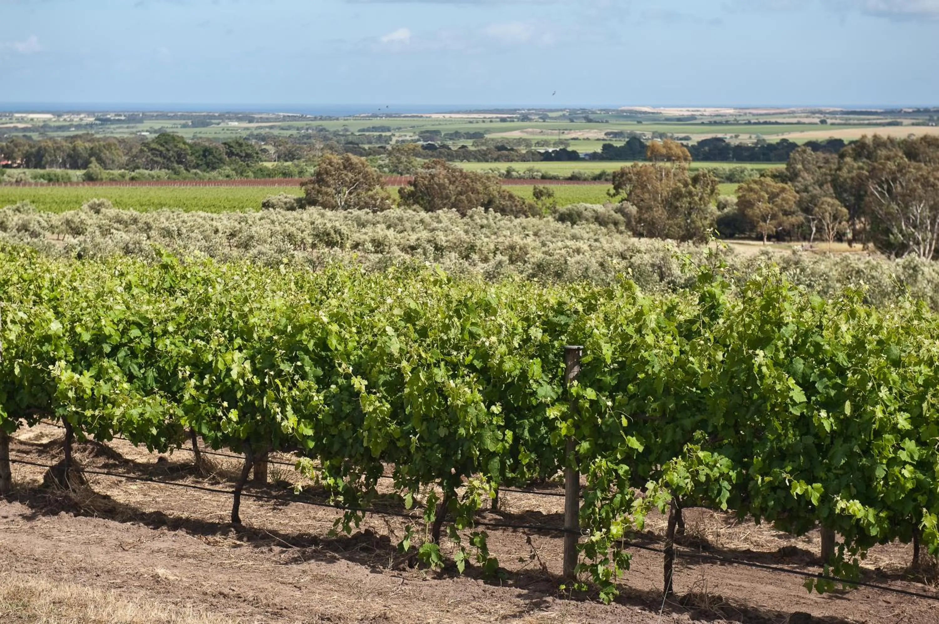 Bird's eye view in The Farm Willunga