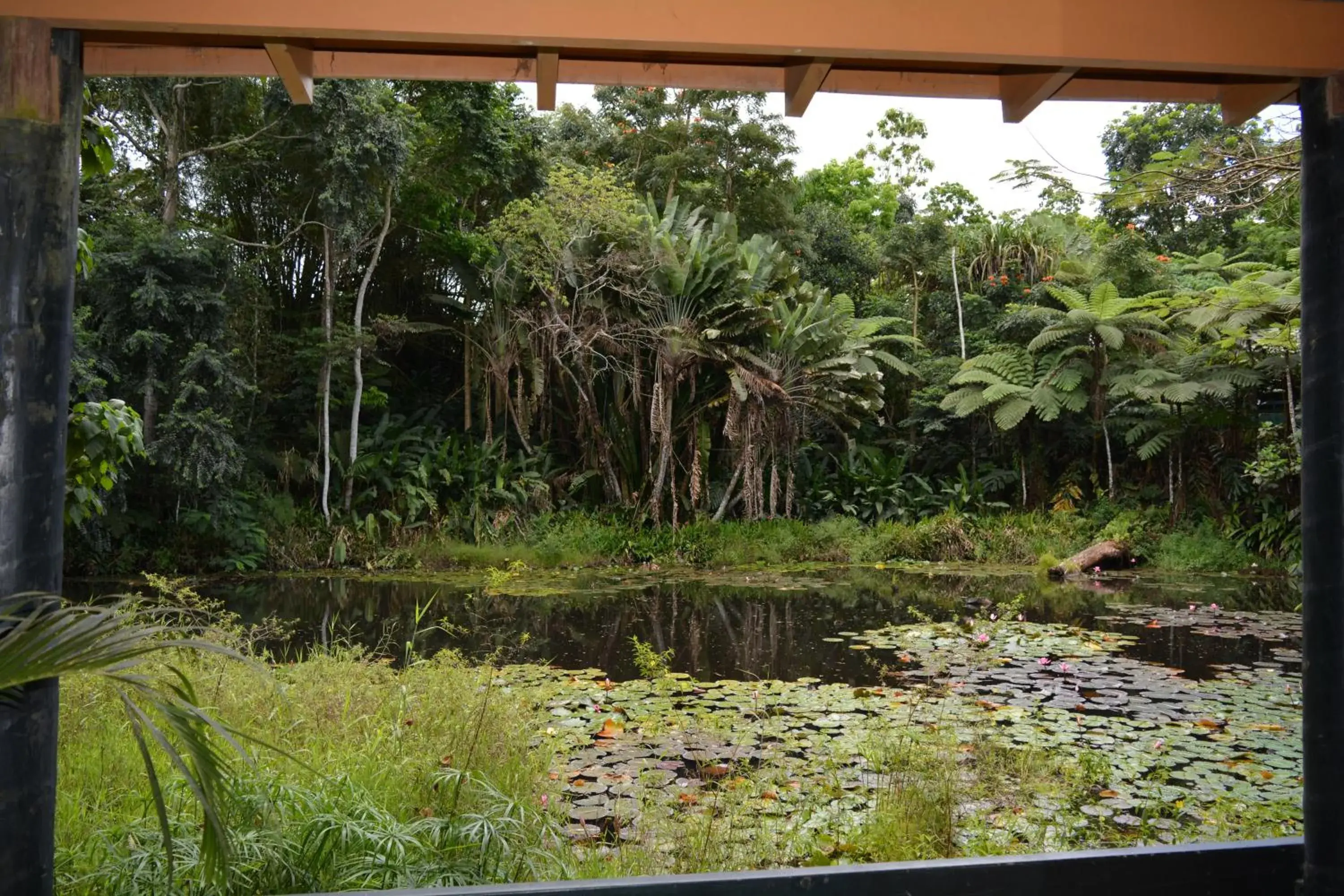Budget Twin Room - Pond View in Rainforest Eco Lodge Budget Twin Room - Pond View in Rainforest Eco Lodge