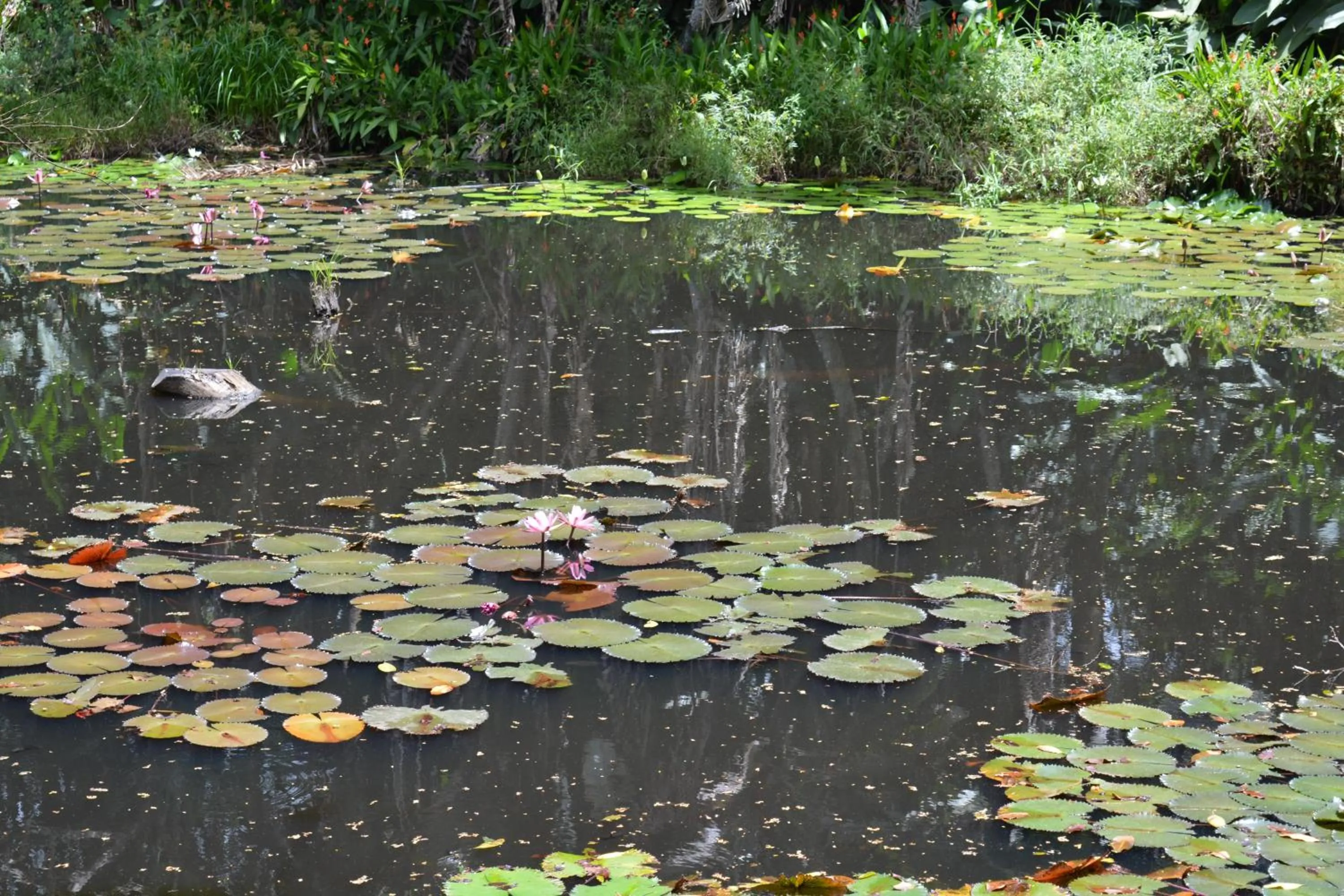 Garden in Rainforest Eco Lodge