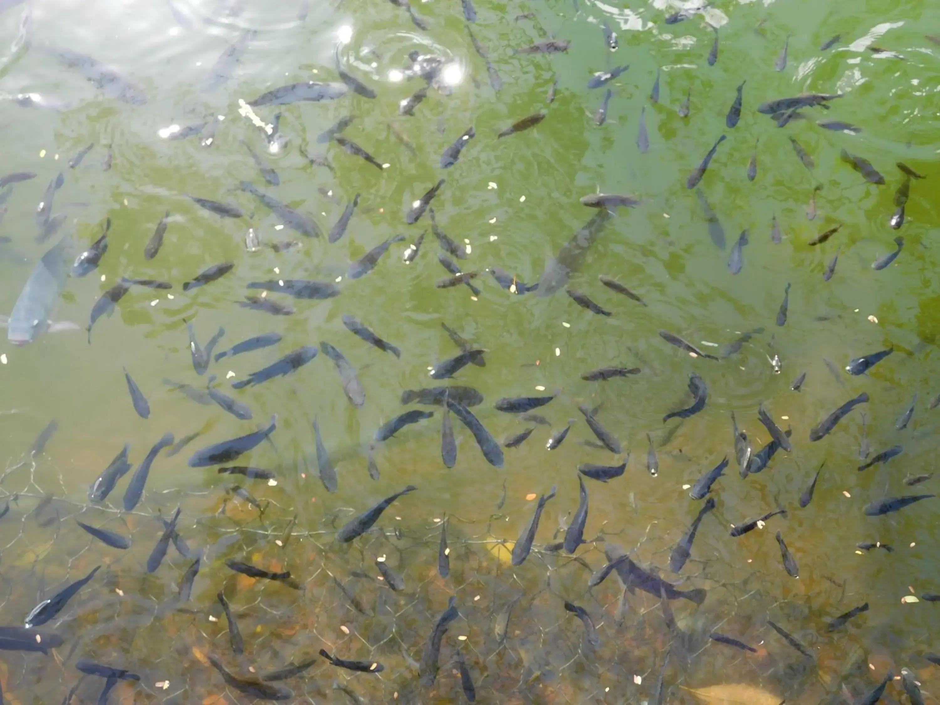 Lake view in Rainforest Eco Lodge Lake view in Rainforest Eco Lodge