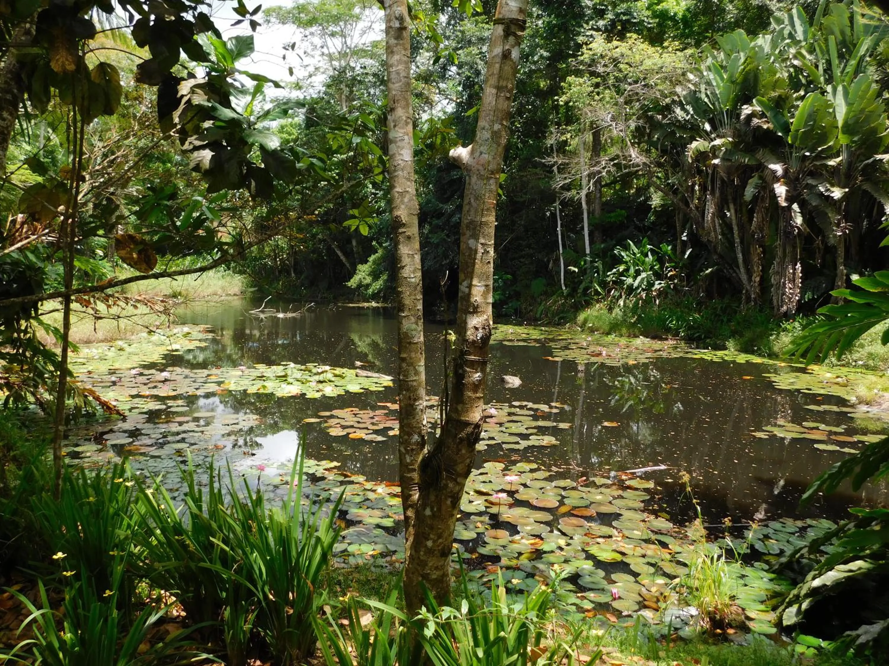 Garden in Rainforest Eco Lodge