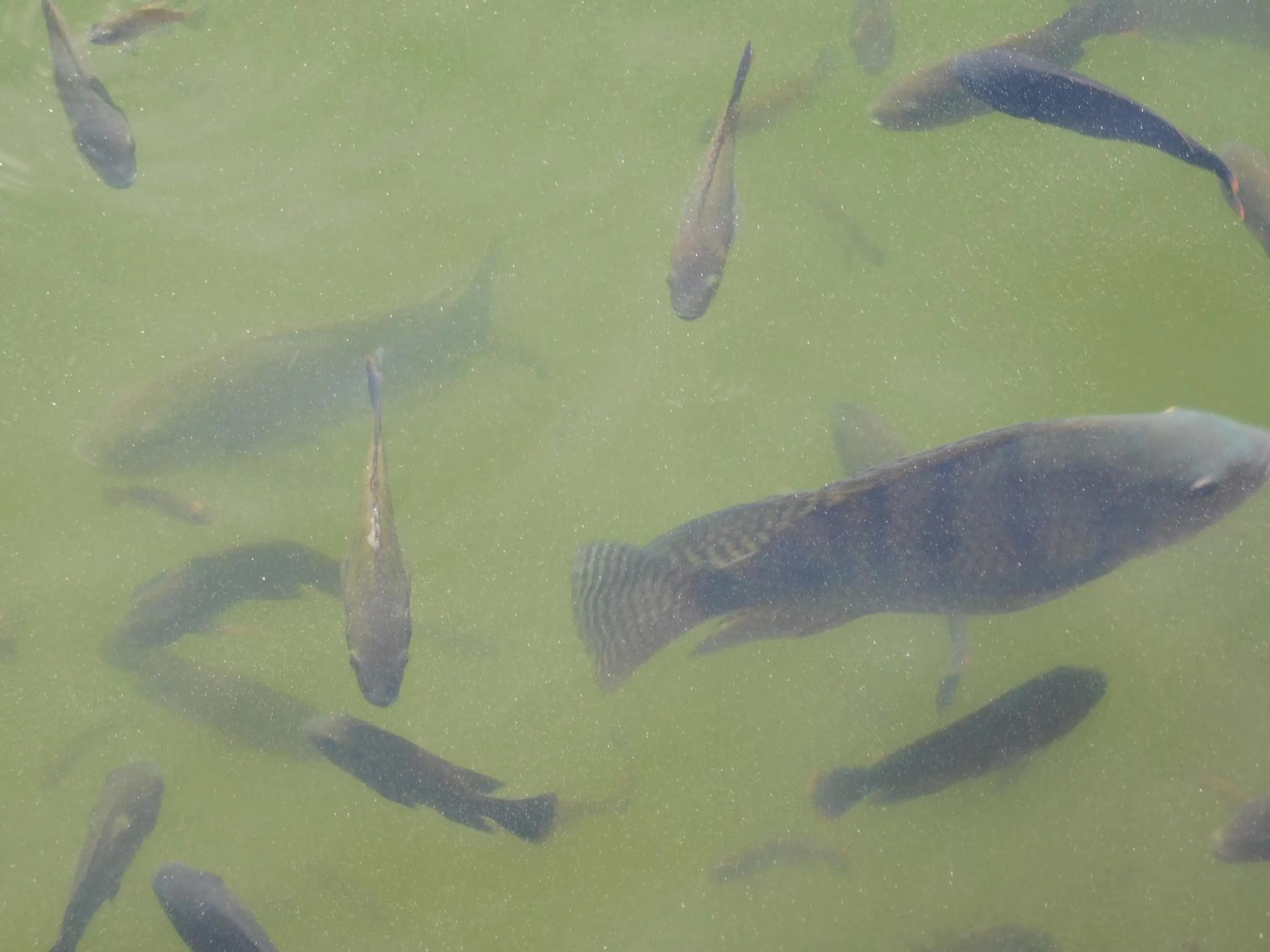 Animals in Rainforest Eco Lodge