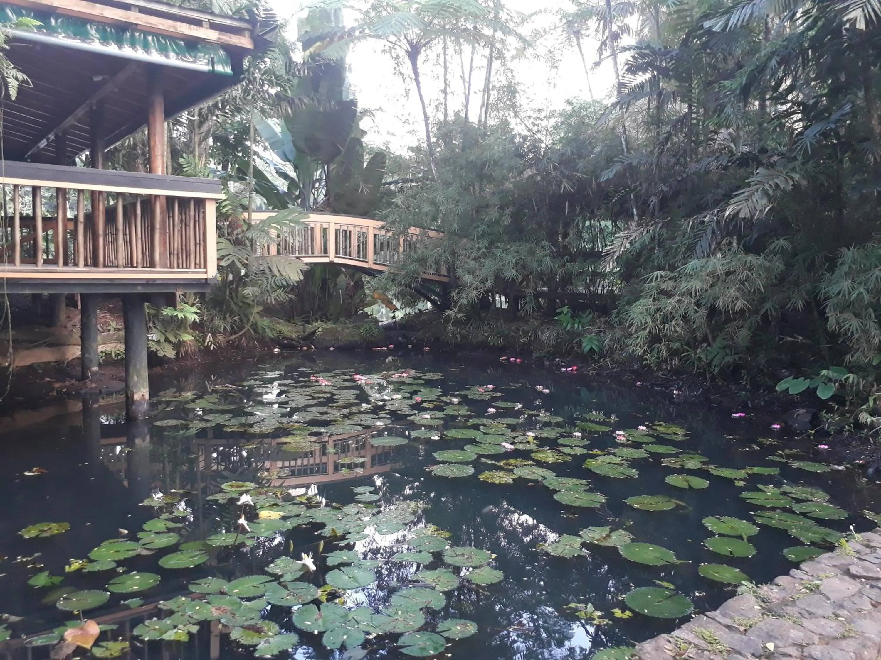 Garden in Rainforest Eco Lodge