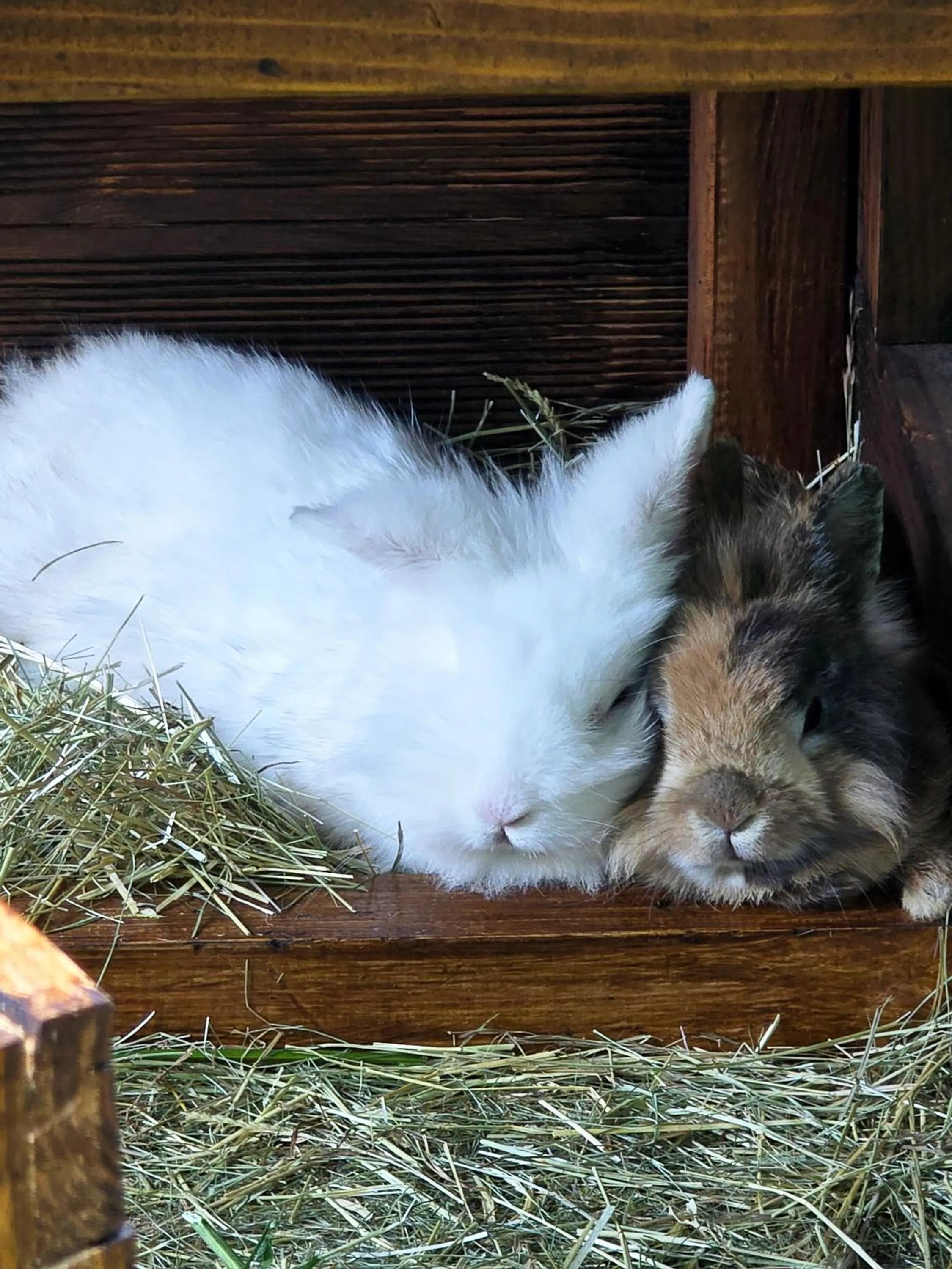 Patio in Hannover - PHIL & MAX Hotels und Apartments Messe