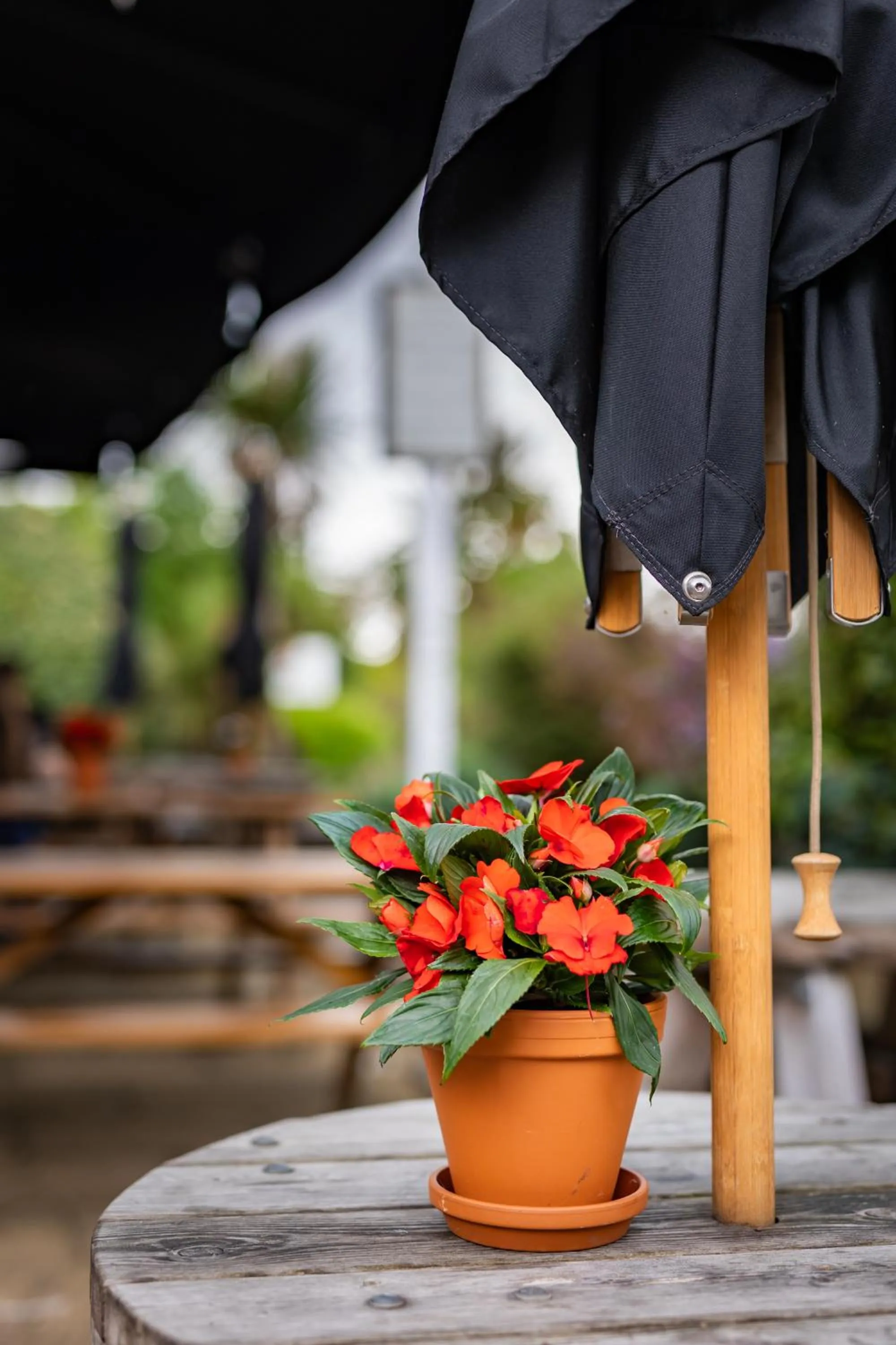 Garden in The Red Lion Hotel