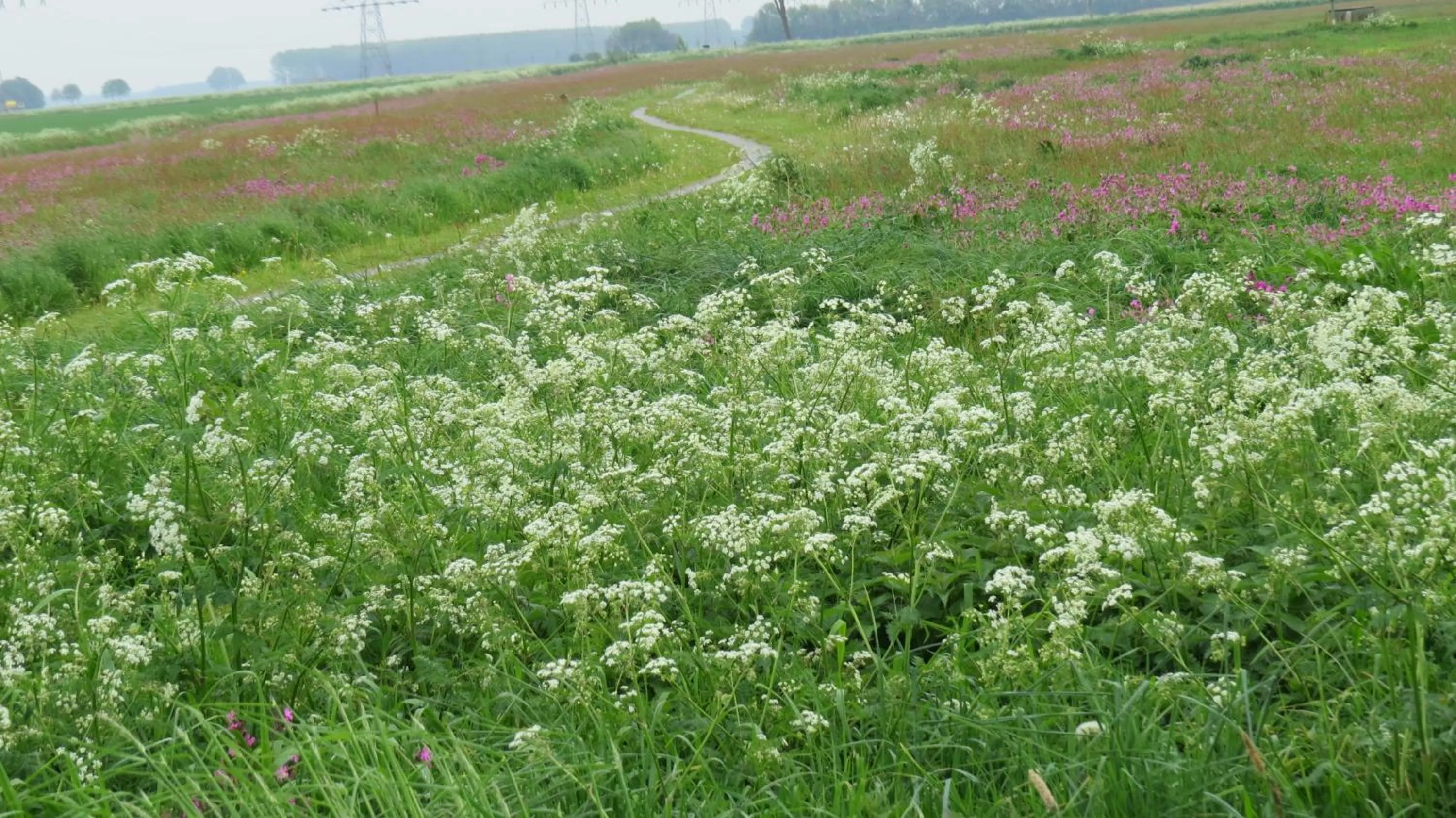 Natural landscape in 't Zwanemeer
