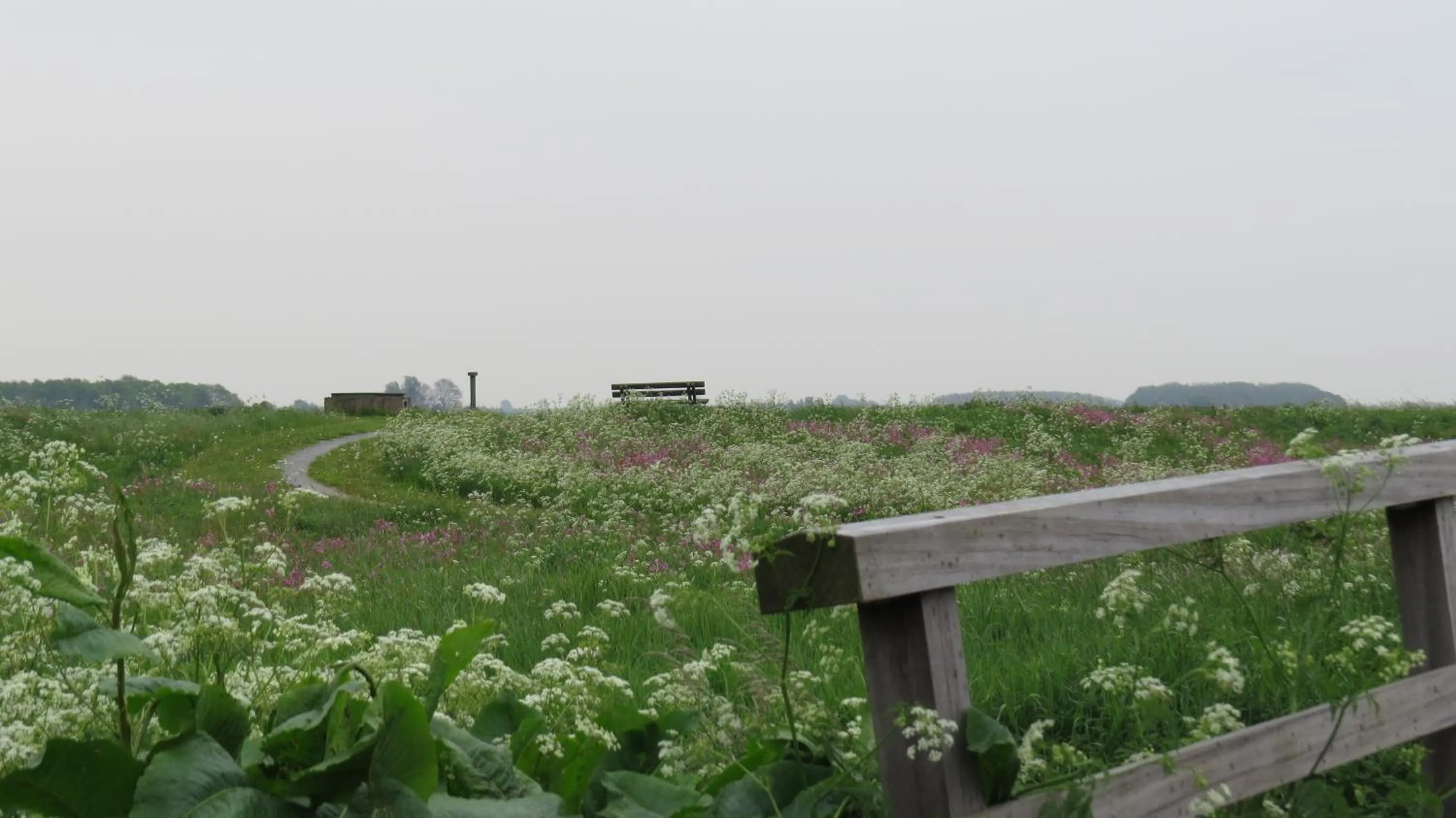 Natural landscape in 't Zwanemeer