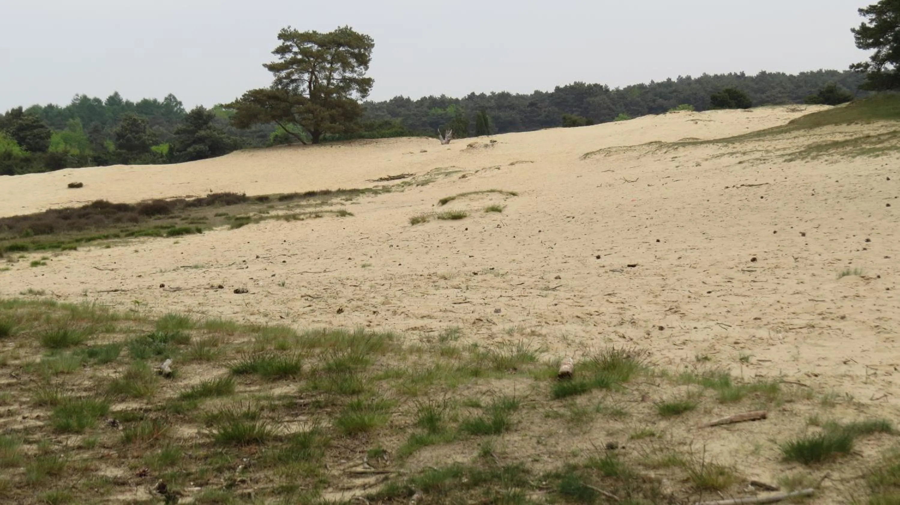 Natural landscape in 't Zwanemeer