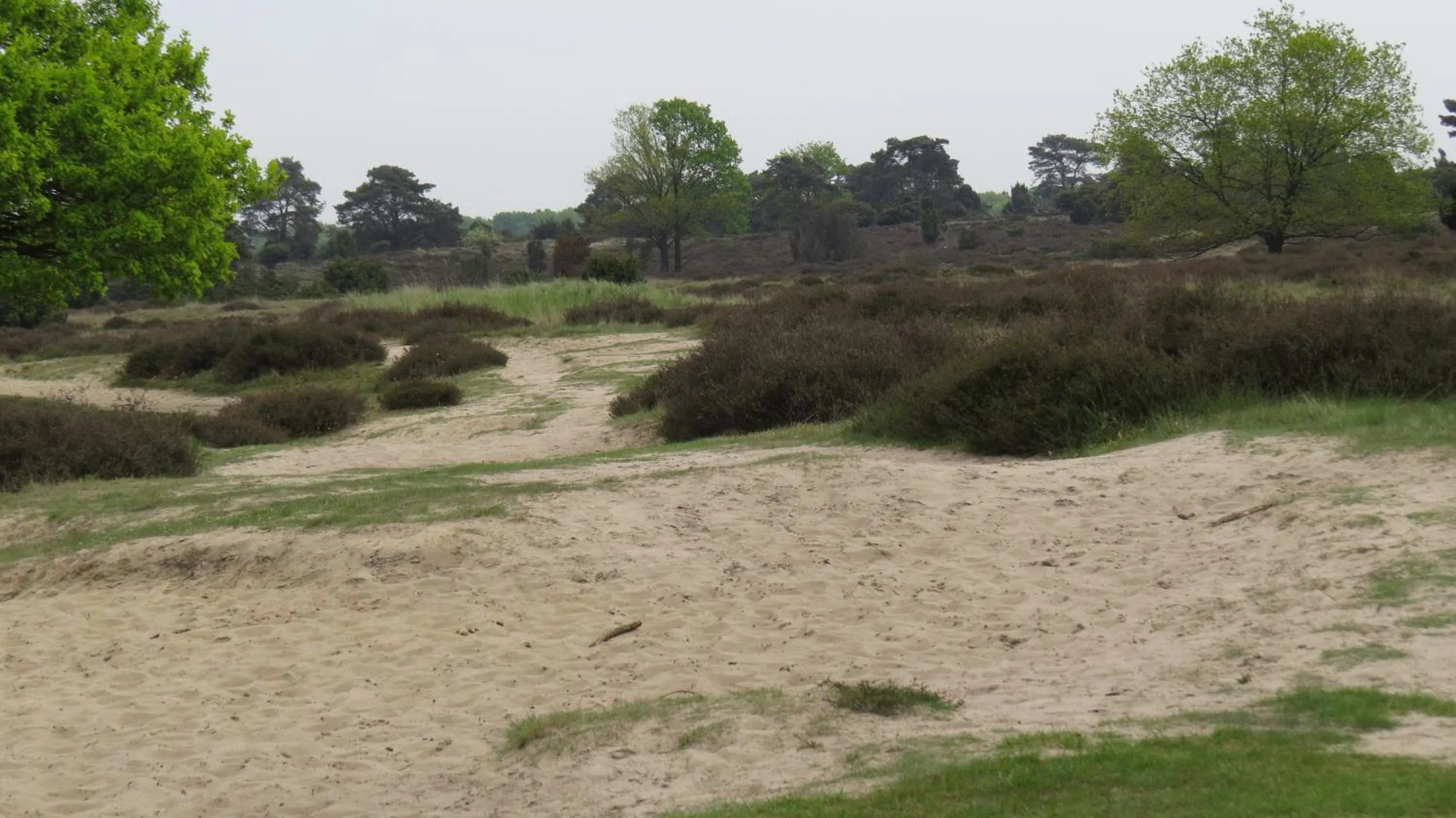 Natural landscape in 't Zwanemeer