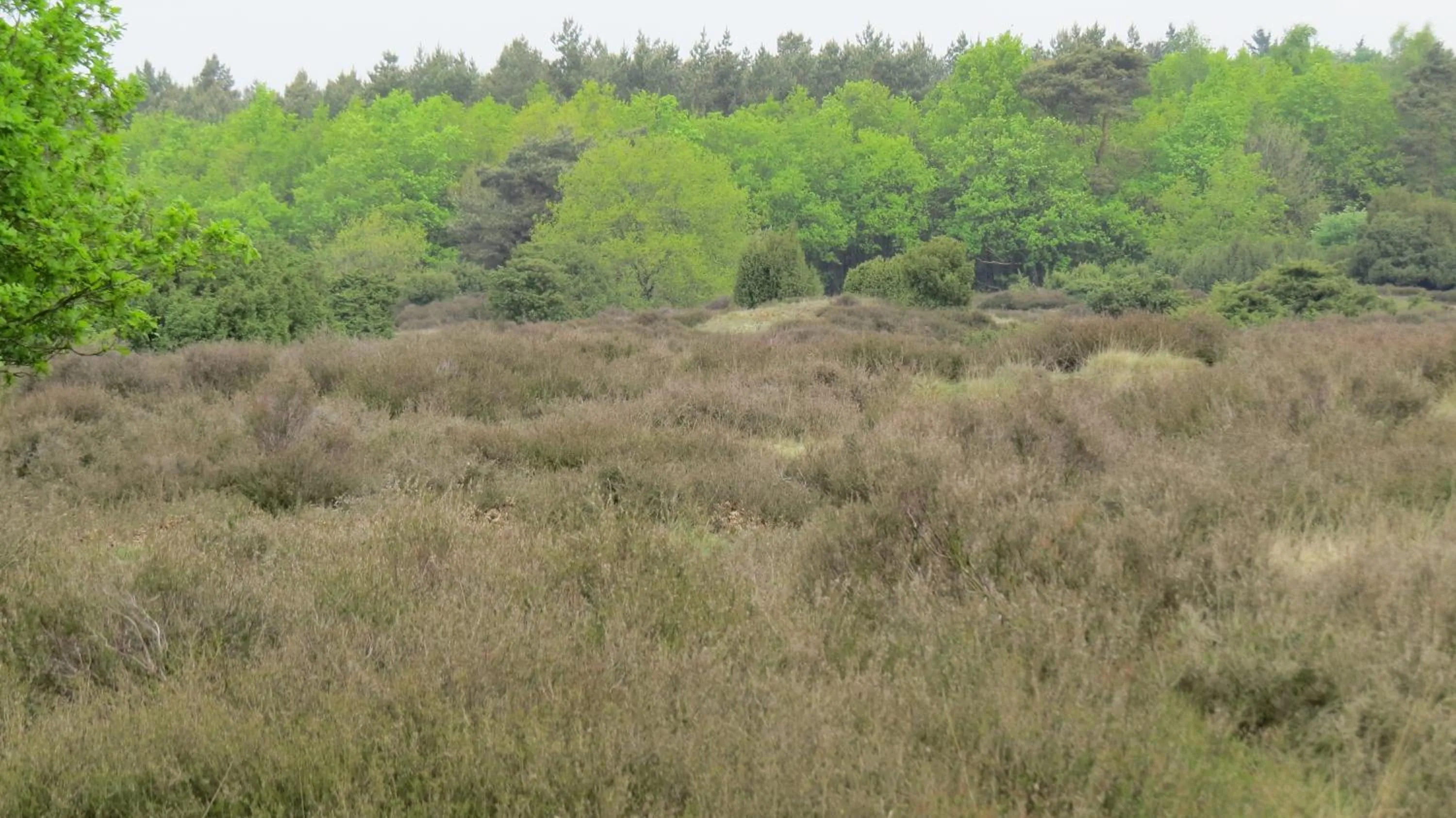 Natural landscape in 't Zwanemeer