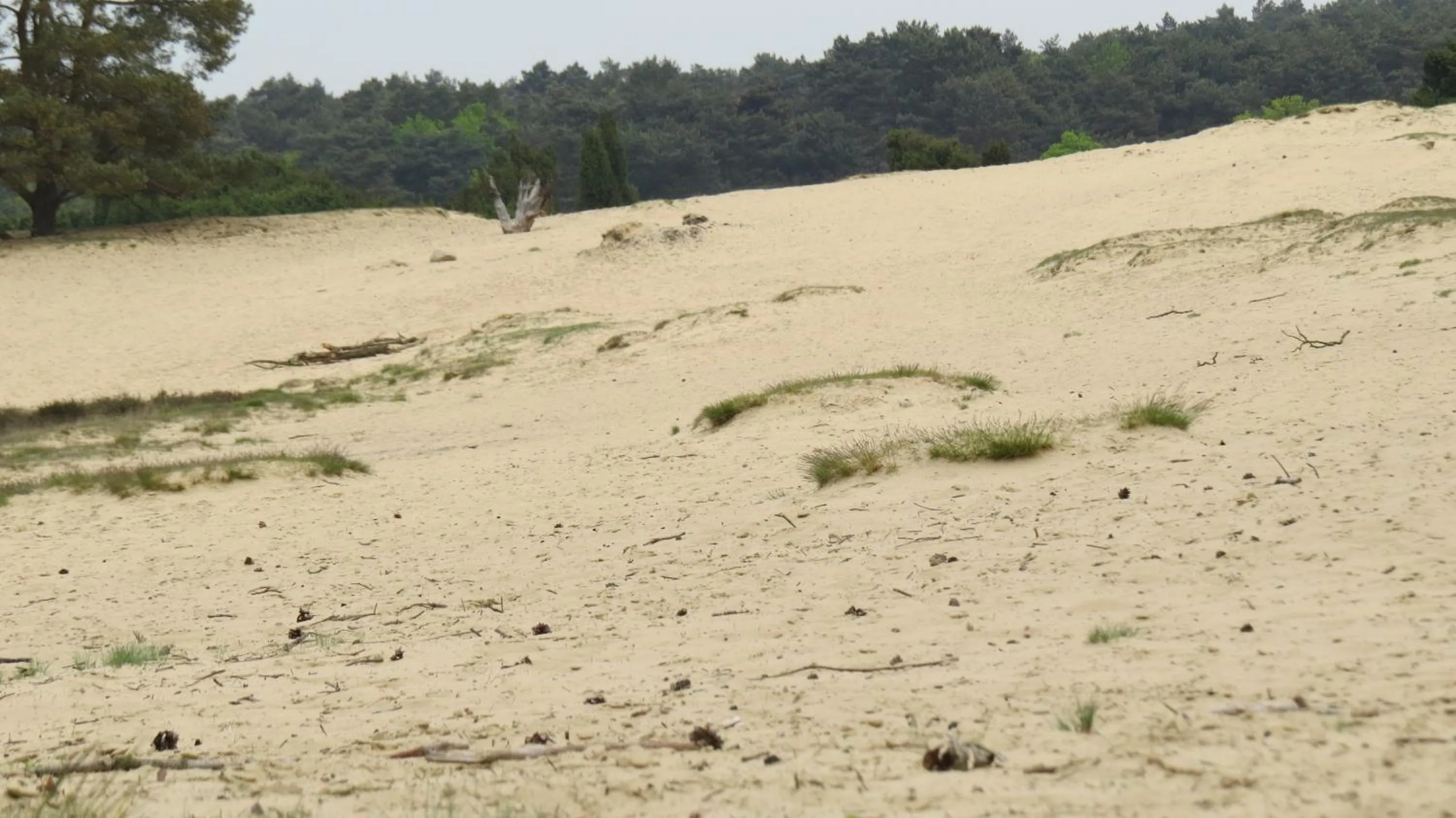 Natural landscape in 't Zwanemeer