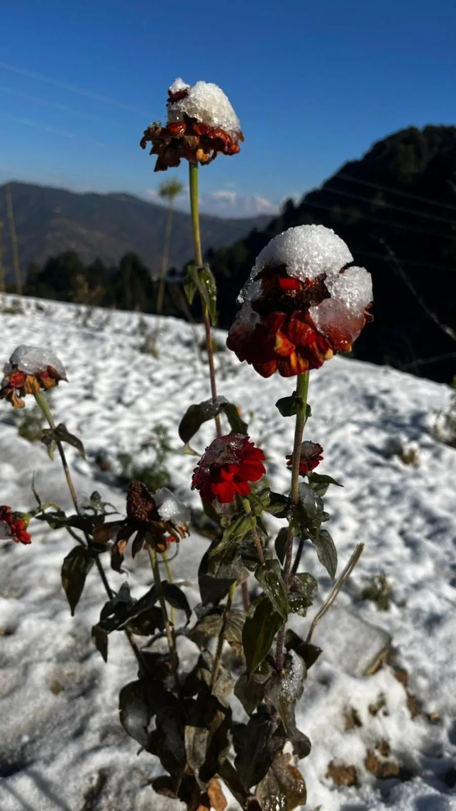Winter in Burans Kot Heritage Home - Ramgarh