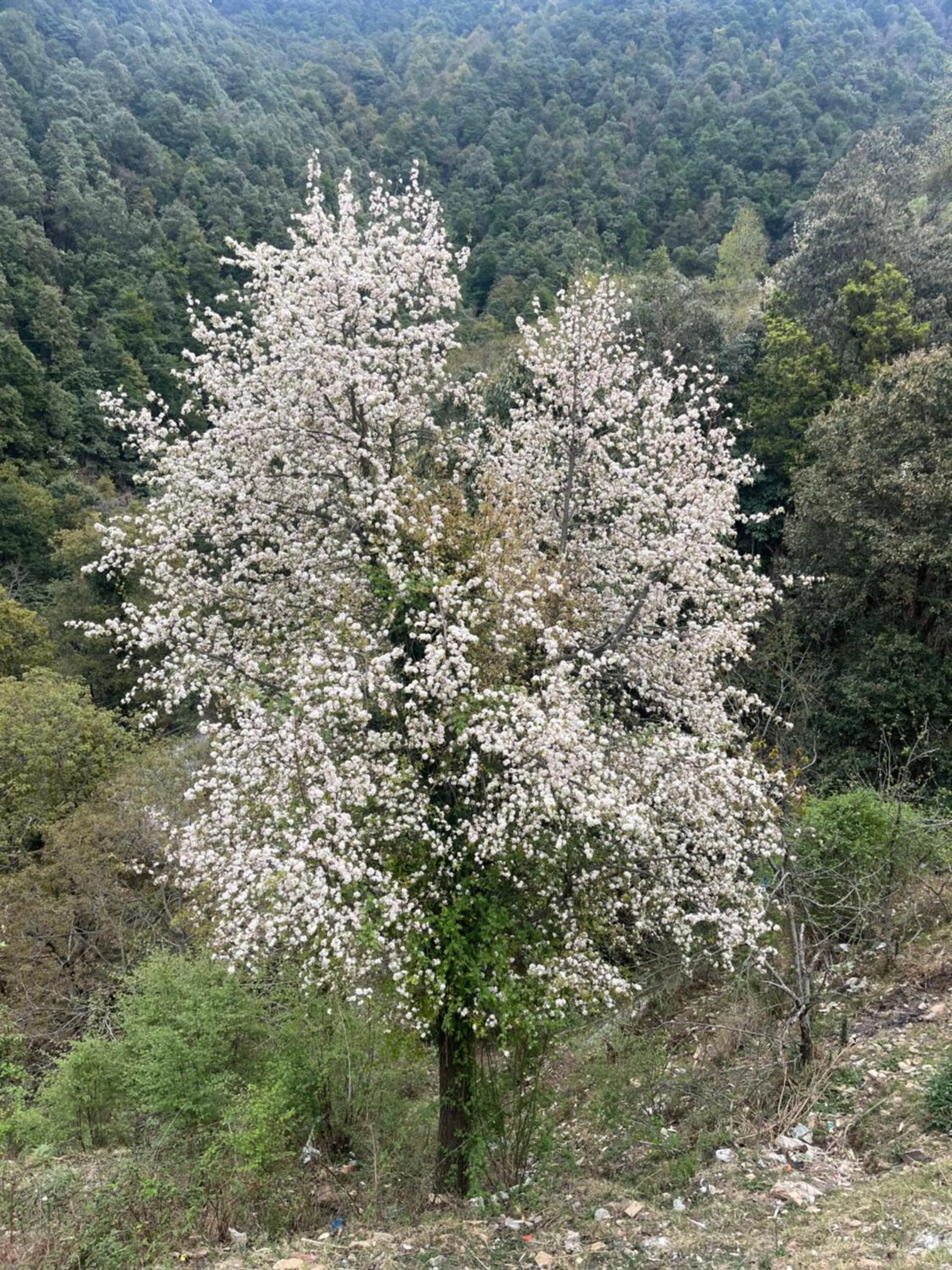 Natural landscape in Burans Kot Heritage Home - Ramgarh