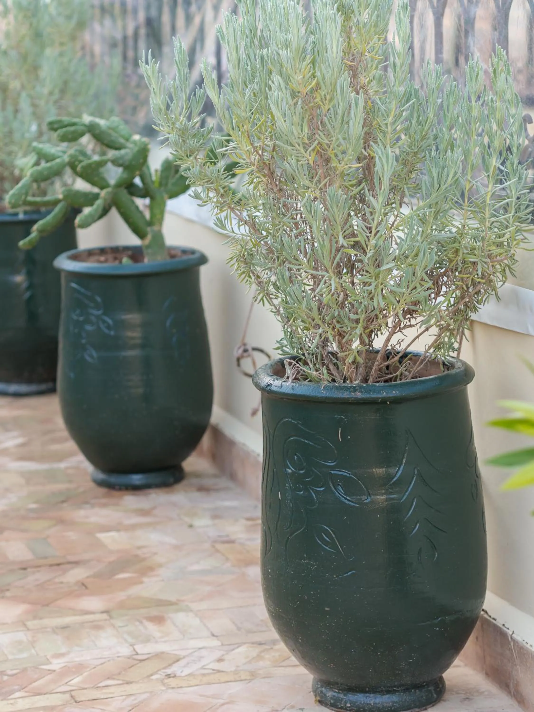 Garden in Riad Amalia