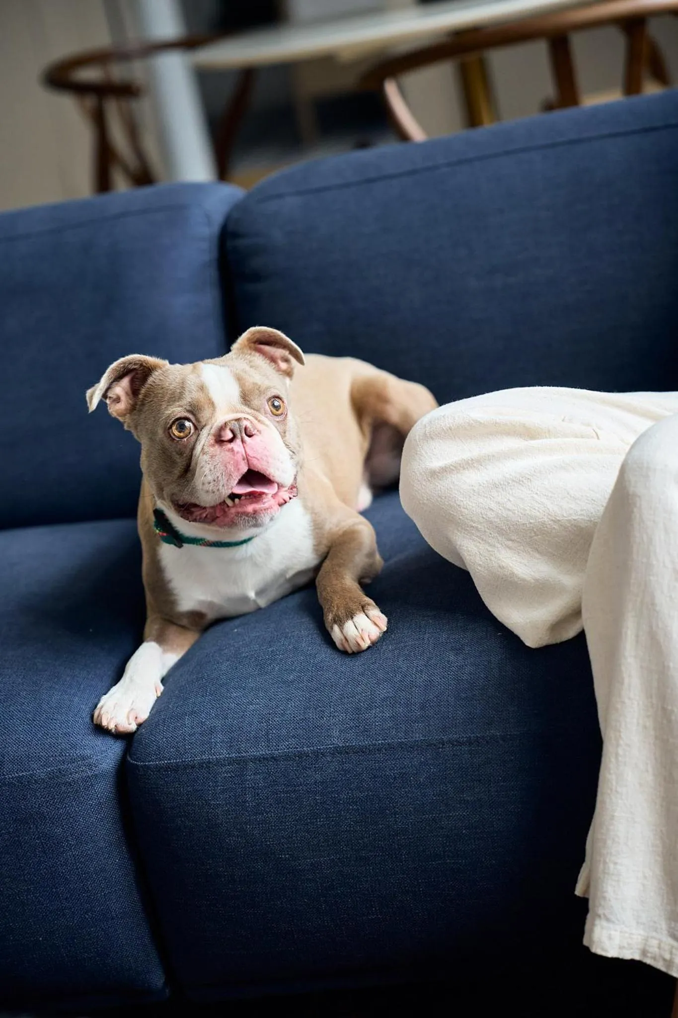 Pets in Rusk House Serviced Apartments