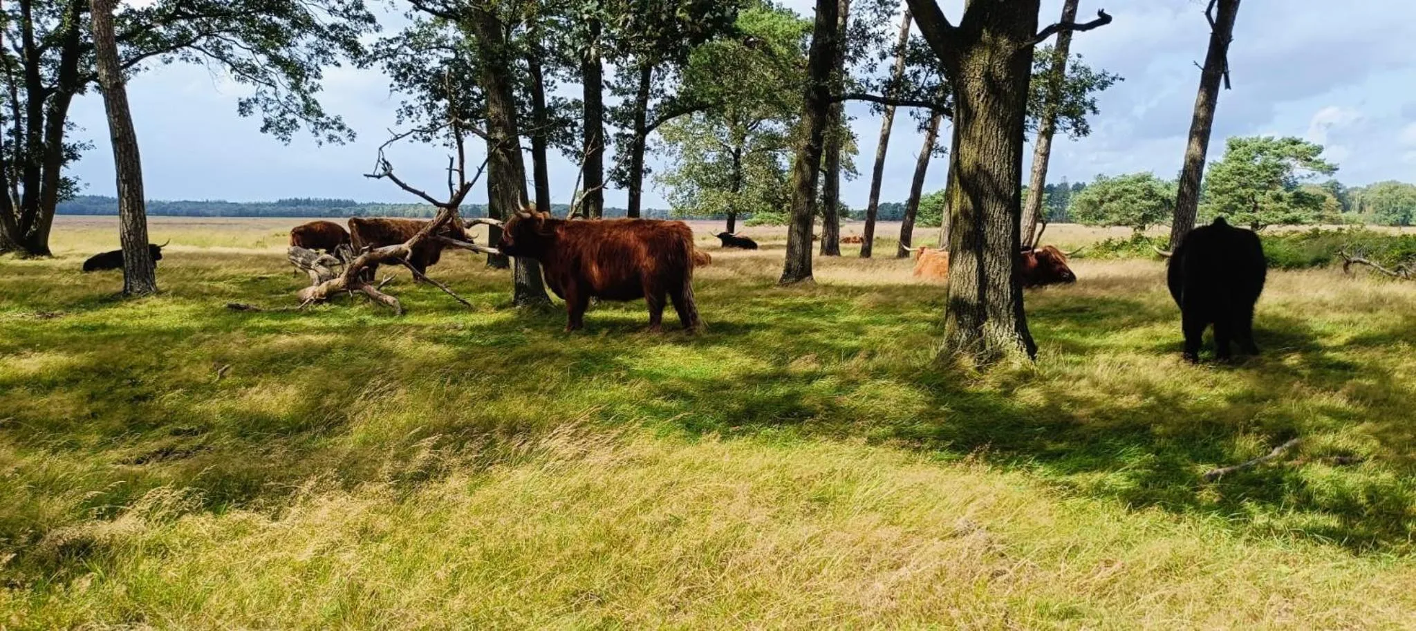 Area and facilities in Boutique Hotel het Witte Veen