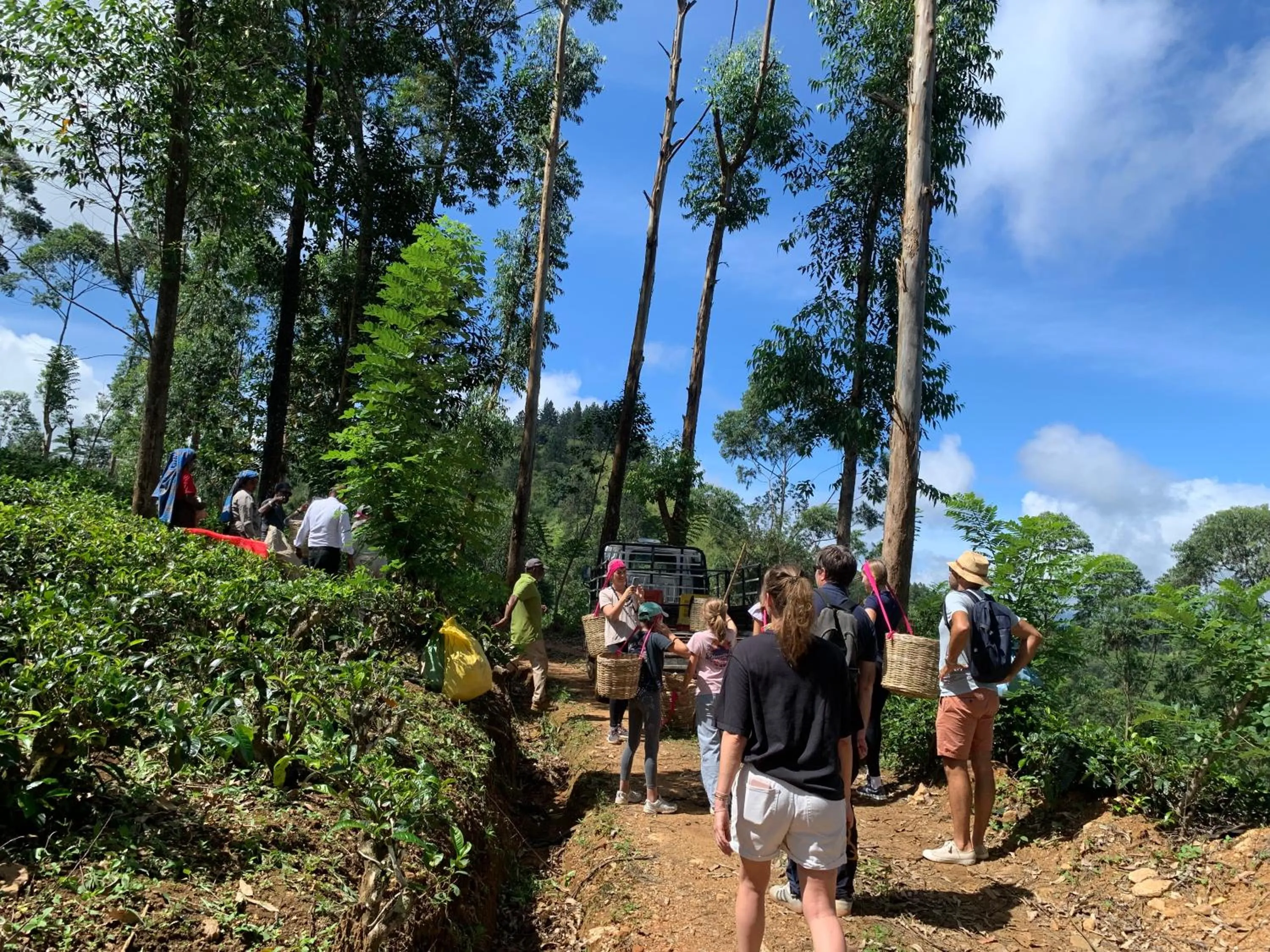 Natural landscape in Tea Cottage Resort & Spa