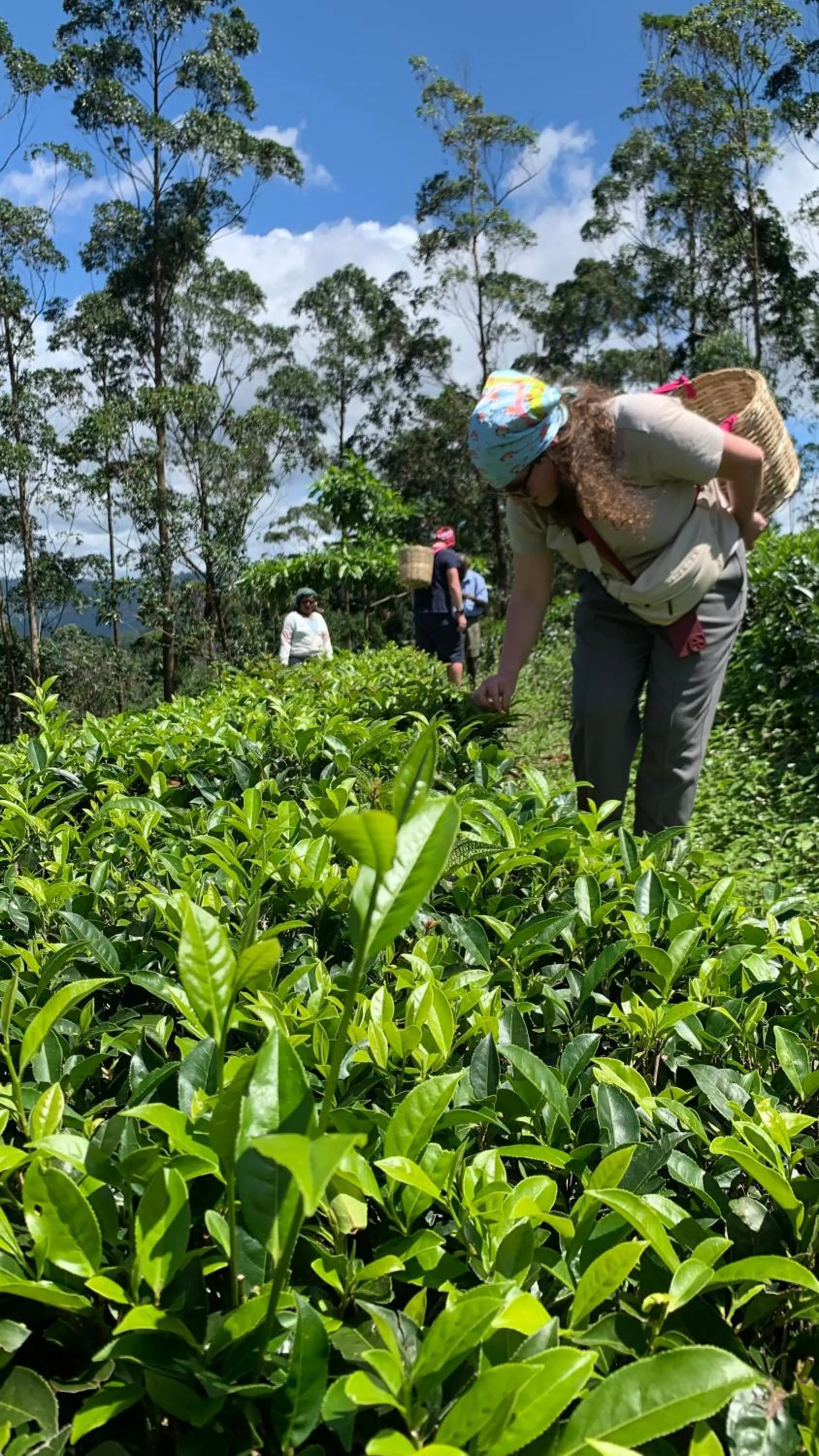 Natural landscape in Tea Cottage Resort & Spa