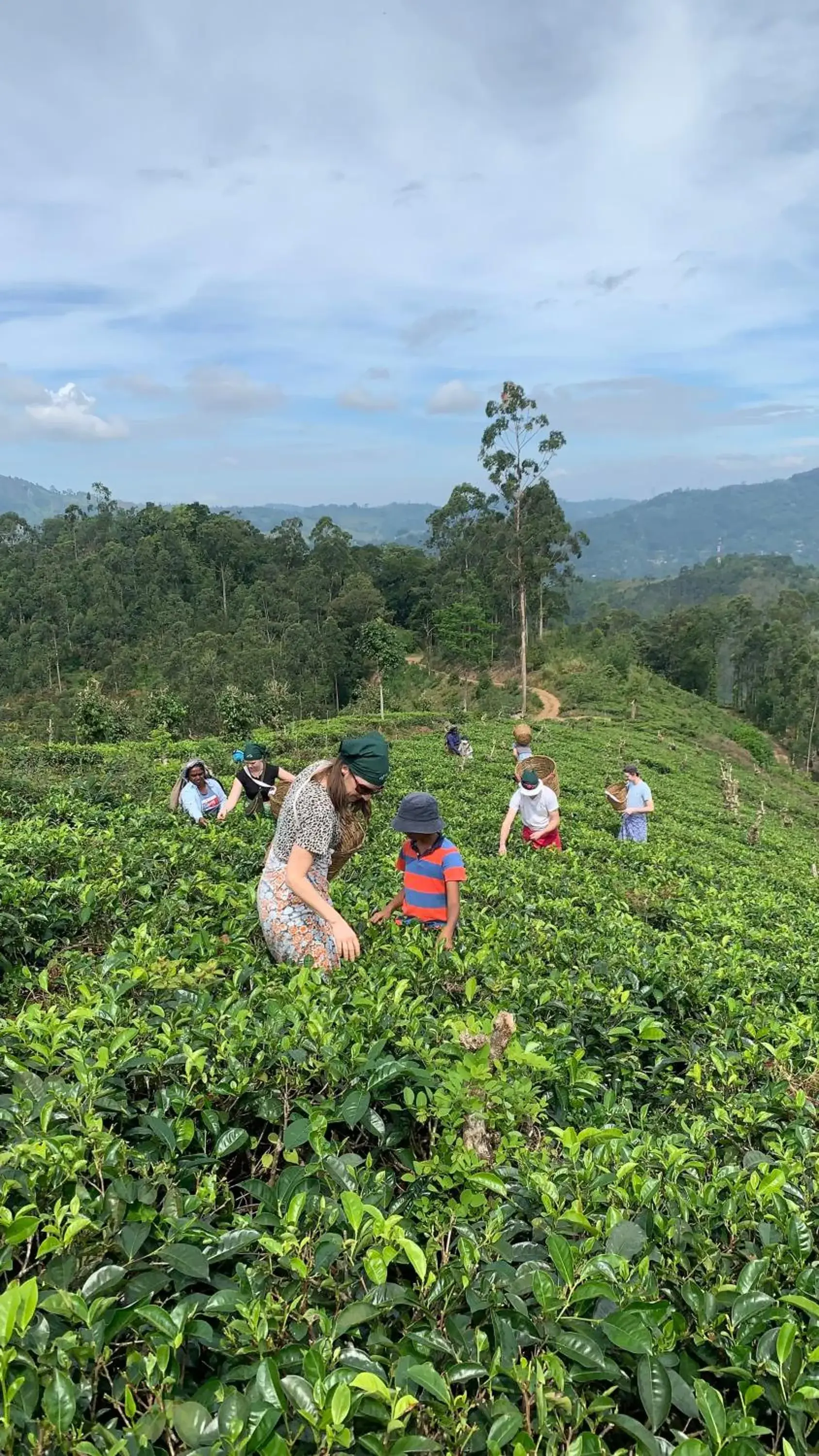 Tea Cottage Resort & Spa Tea Cottage Resort & Spa