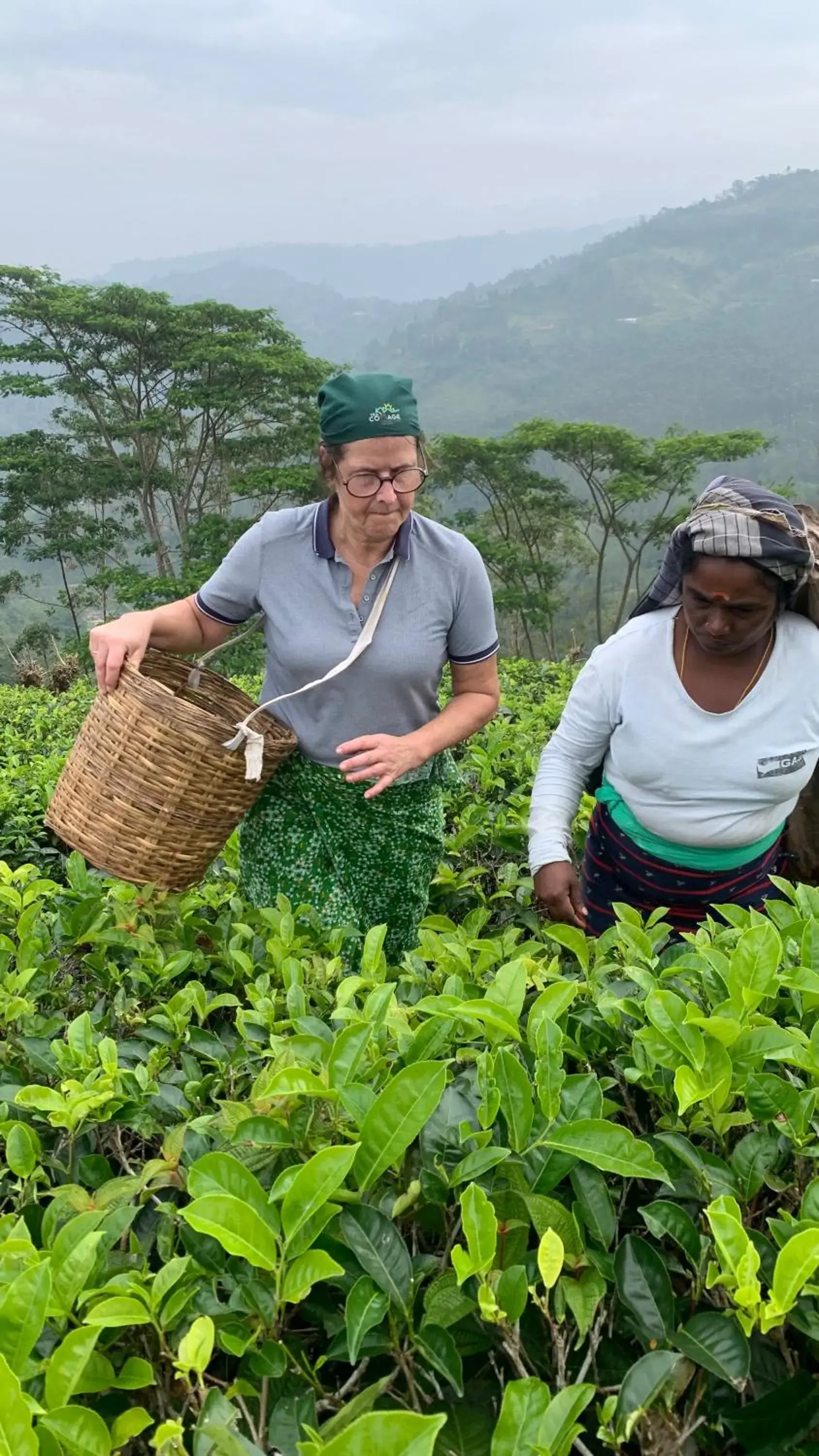 Tea Cottage Resort & Spa Tea Cottage Resort & Spa