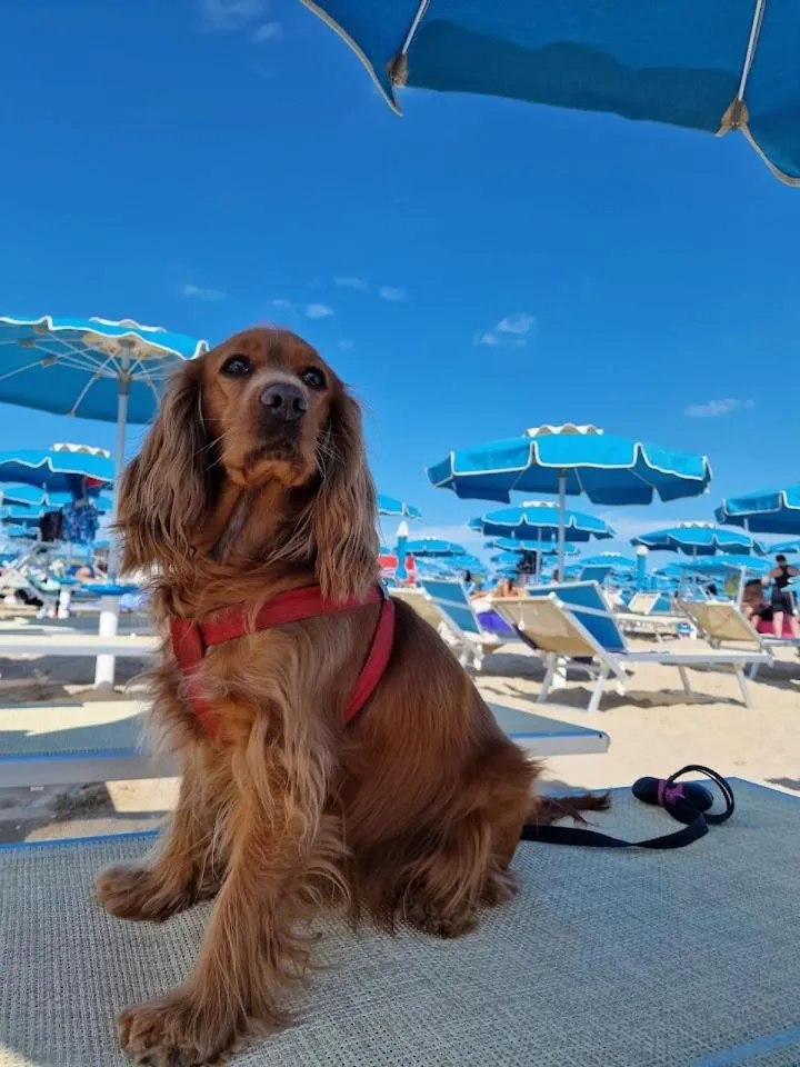 Beach in Diplomat Marine