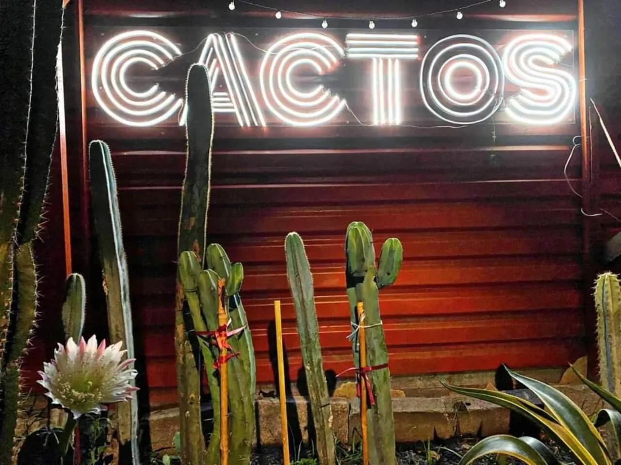 Garden view in Cactos Chill & Homestay