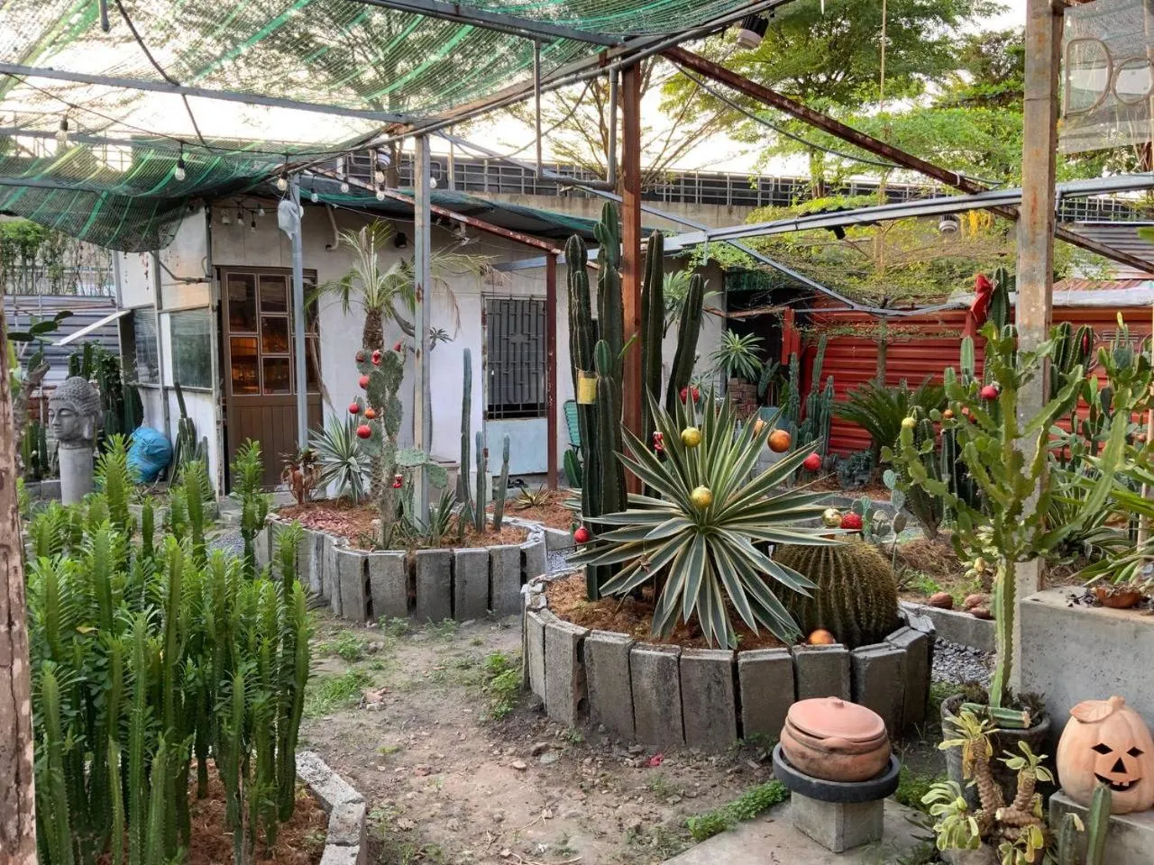 Garden view in Cactos Chill & Homestay