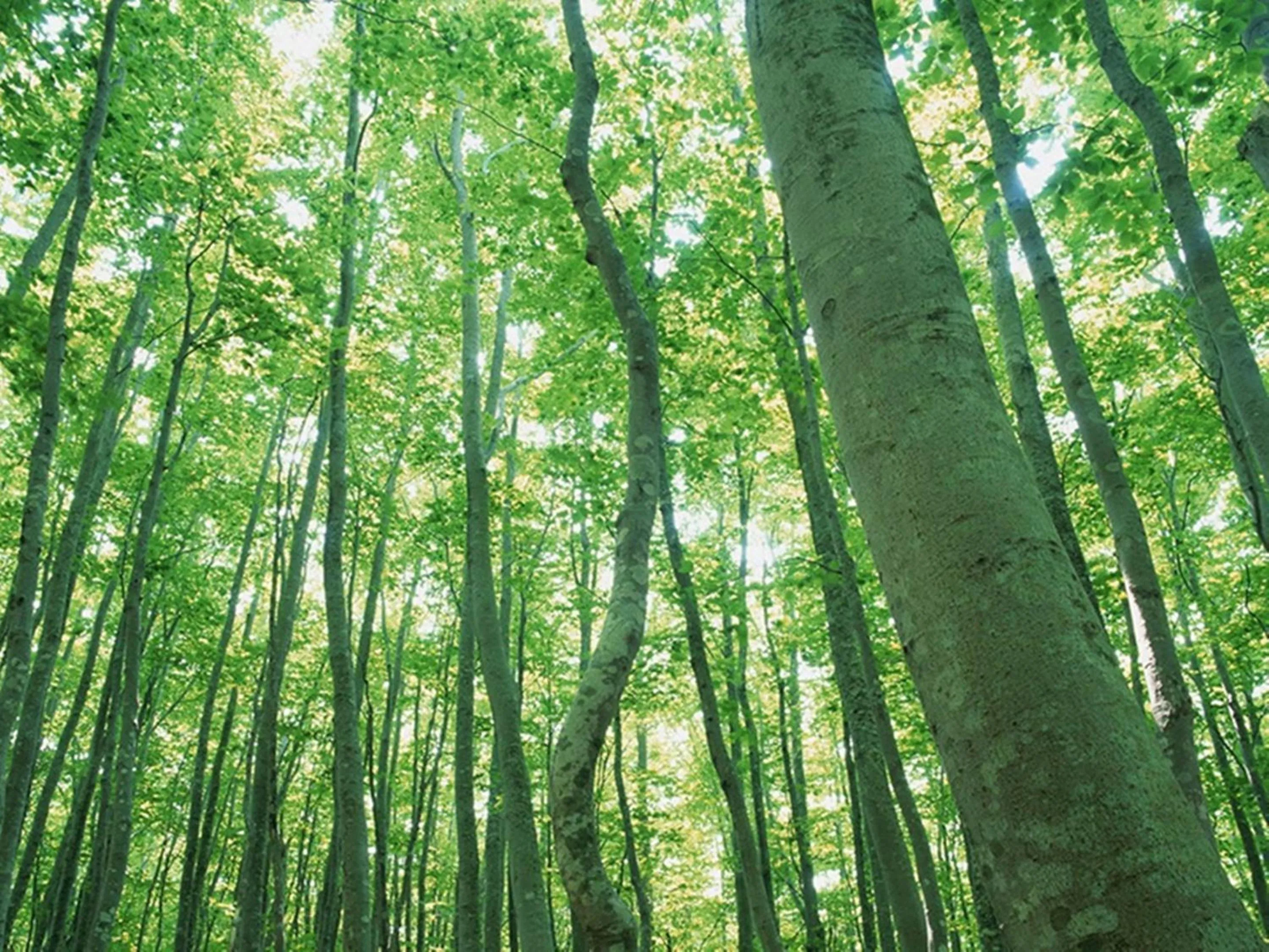 Off site in Nagomiya Hirugano