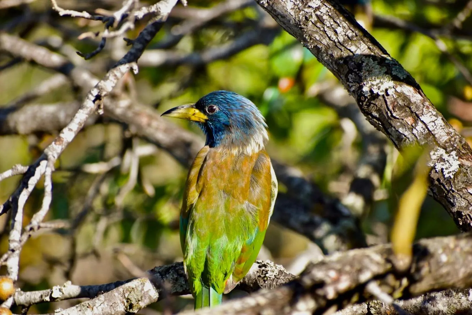 Kasar Himalaya Holiday Resort, Binsar Rd
