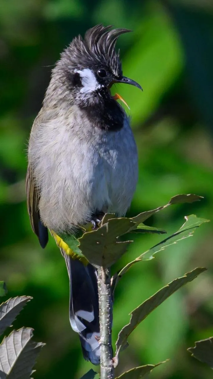 Kasar Himalaya Holiday Resort, Binsar Rd