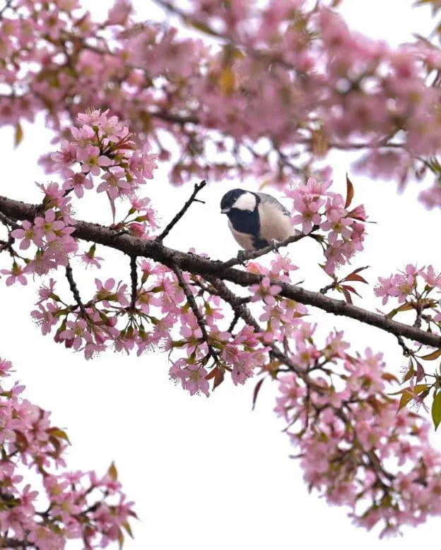 Kasar Himalaya Holiday Resort, Binsar Rd