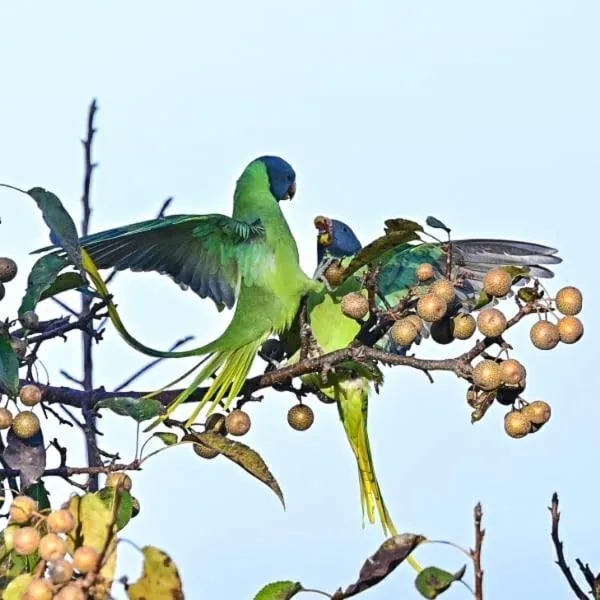 Kasar Himalaya Holiday Resort, Binsar Rd