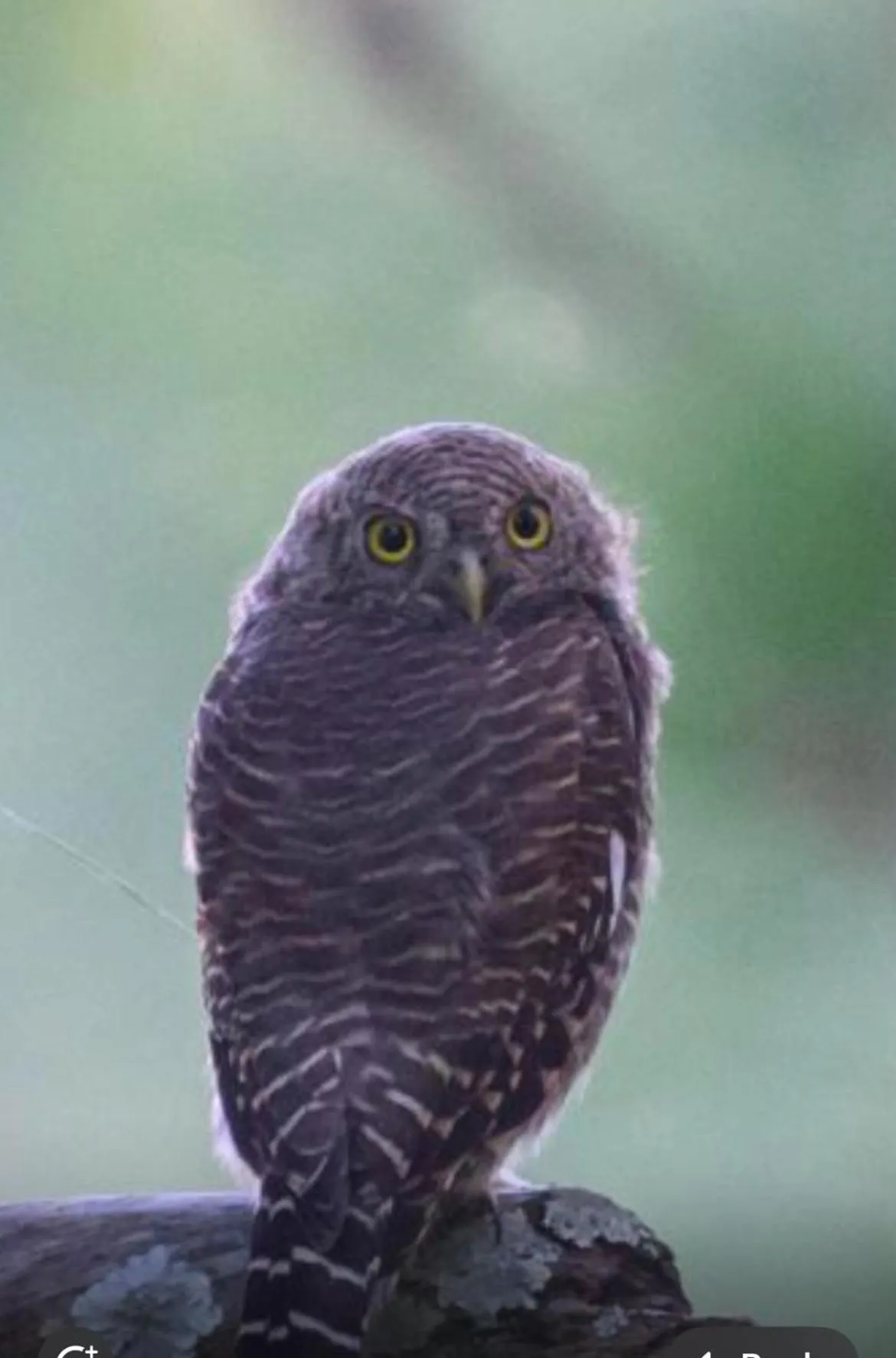 Kasar Himalaya Holiday Resort, Binsar Rd