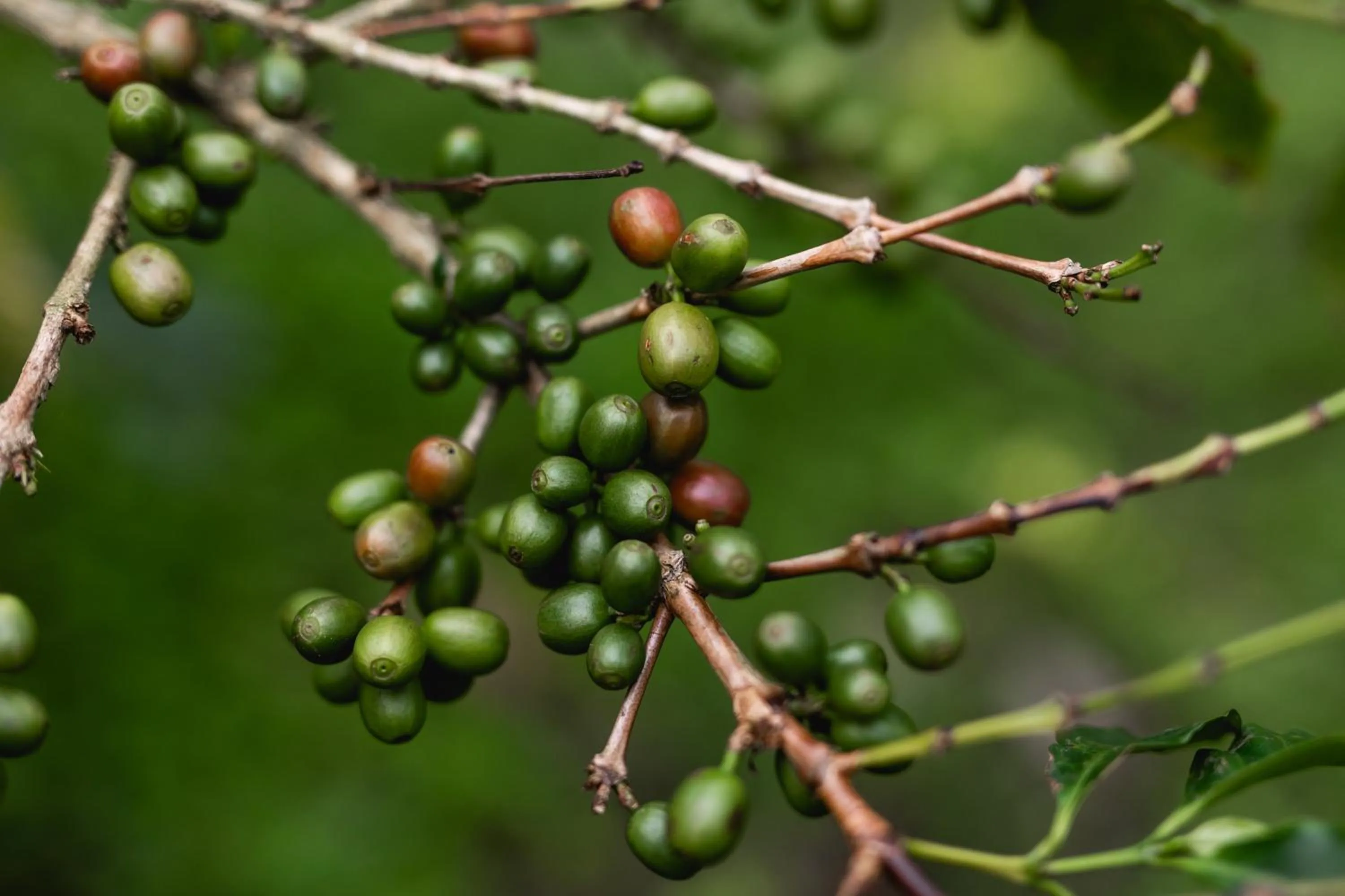 Tusker Trail by LuxUnlock