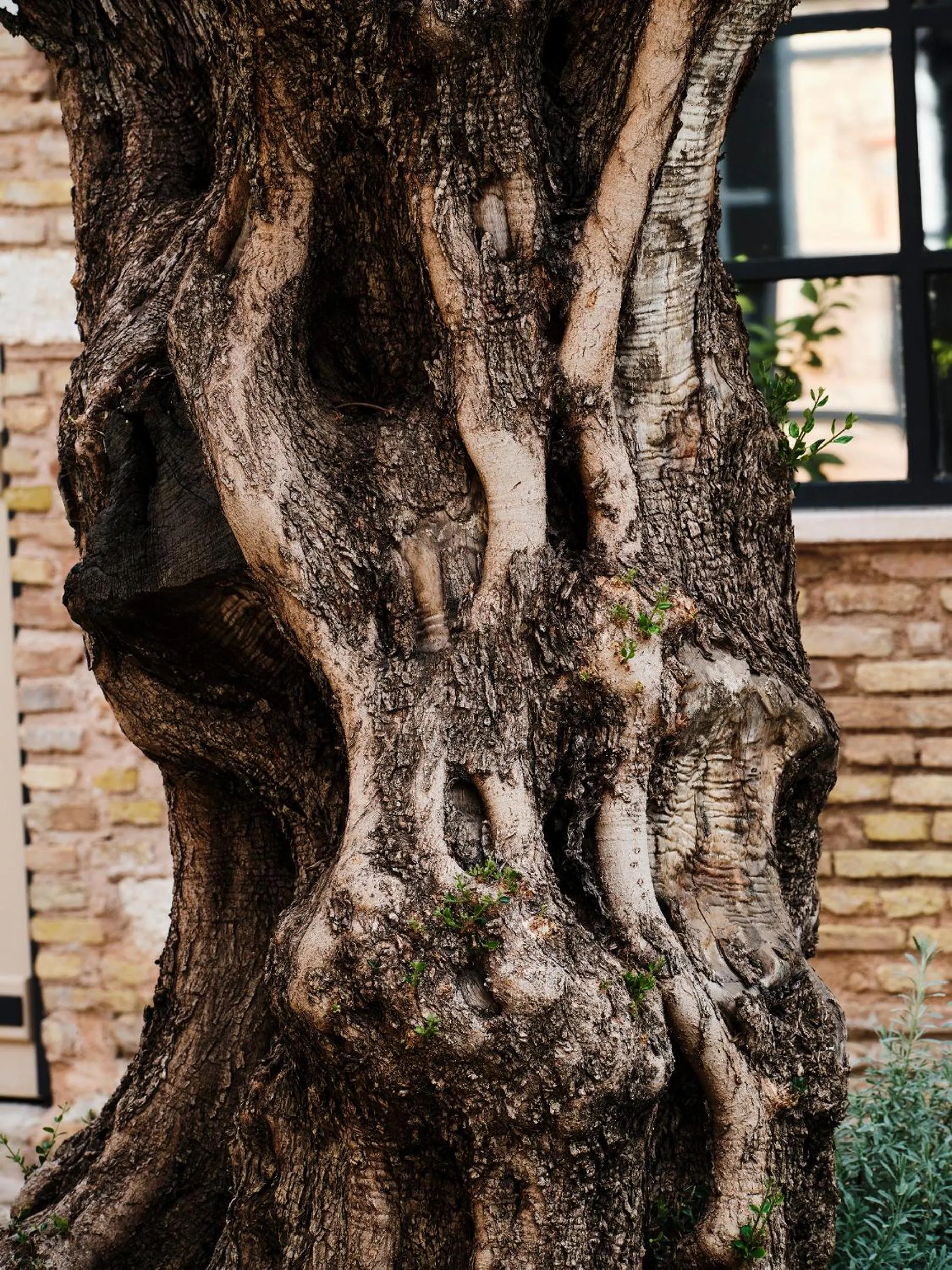 Garden in Not Boutique Hotel