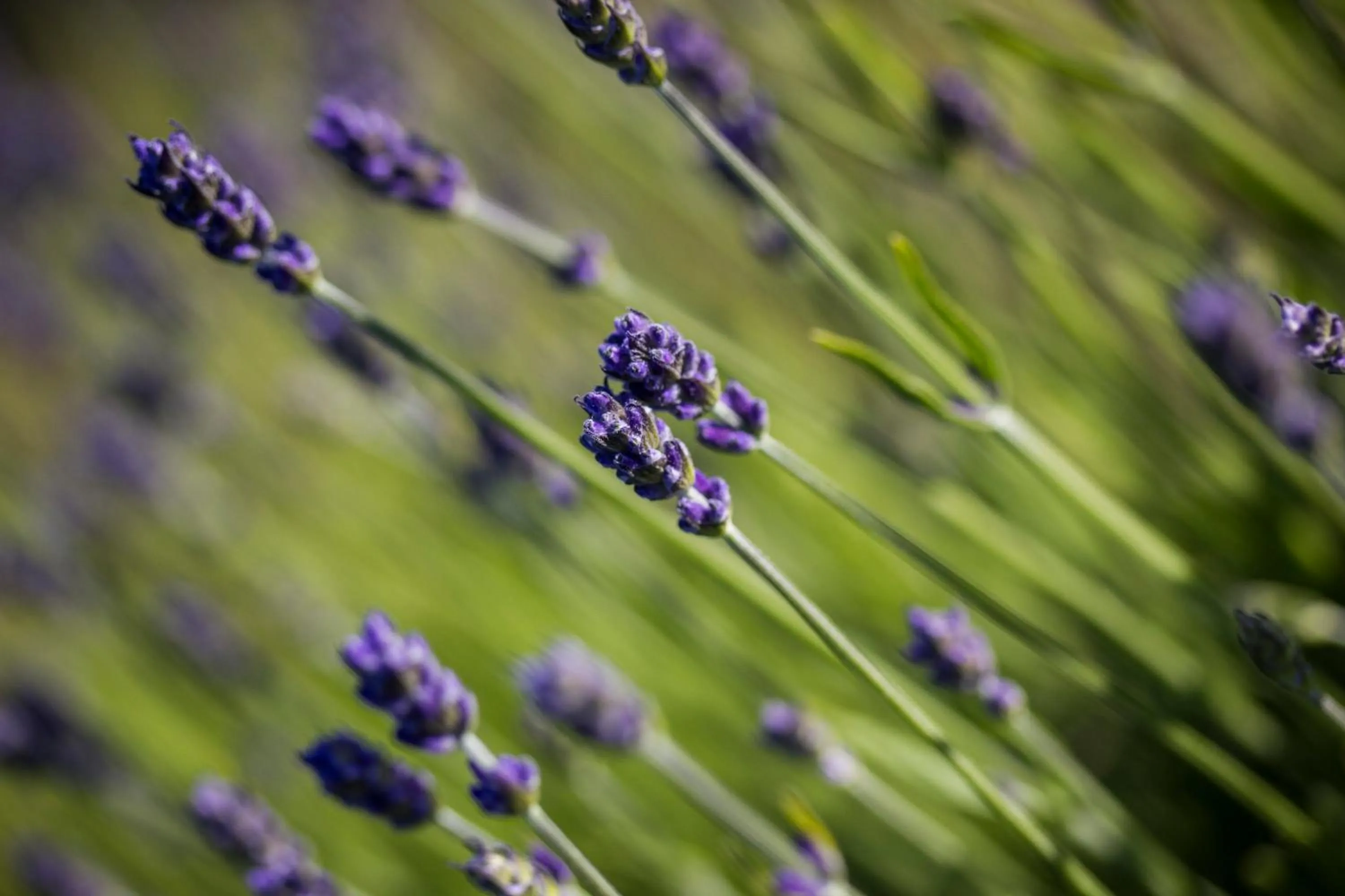 Spring in Charles Reuben Estate