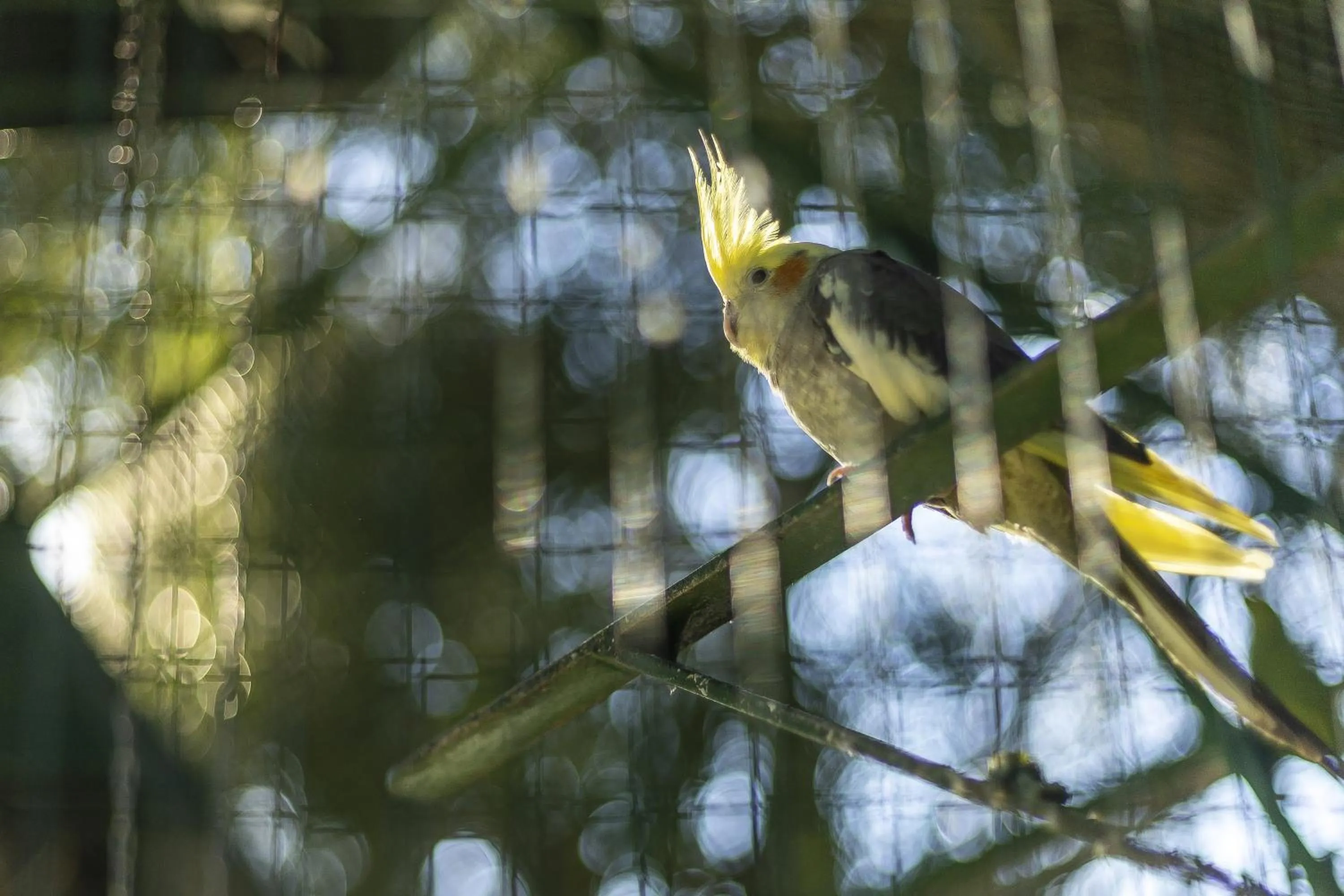 Garden in Sintra Marmoris Palace