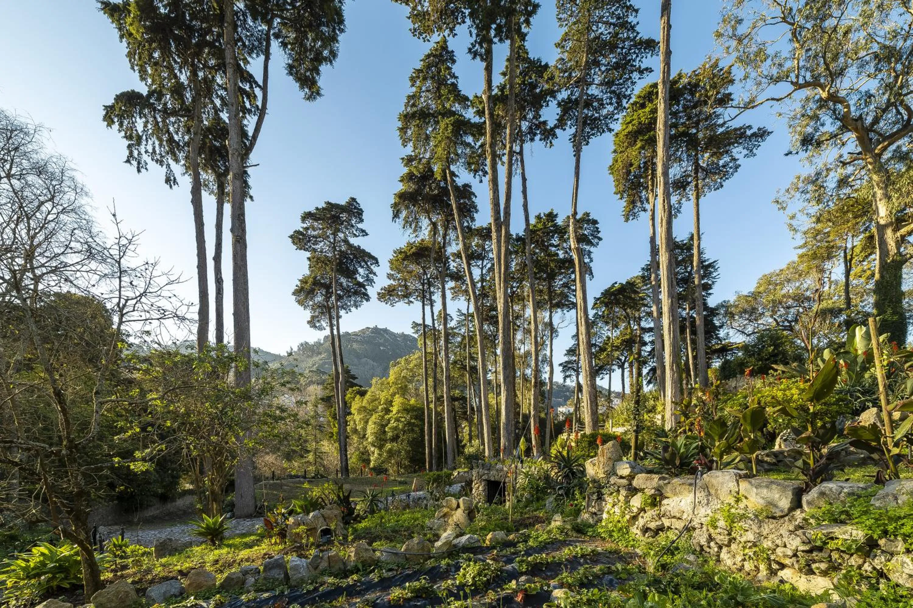 Garden in Sintra Marmoris Palace