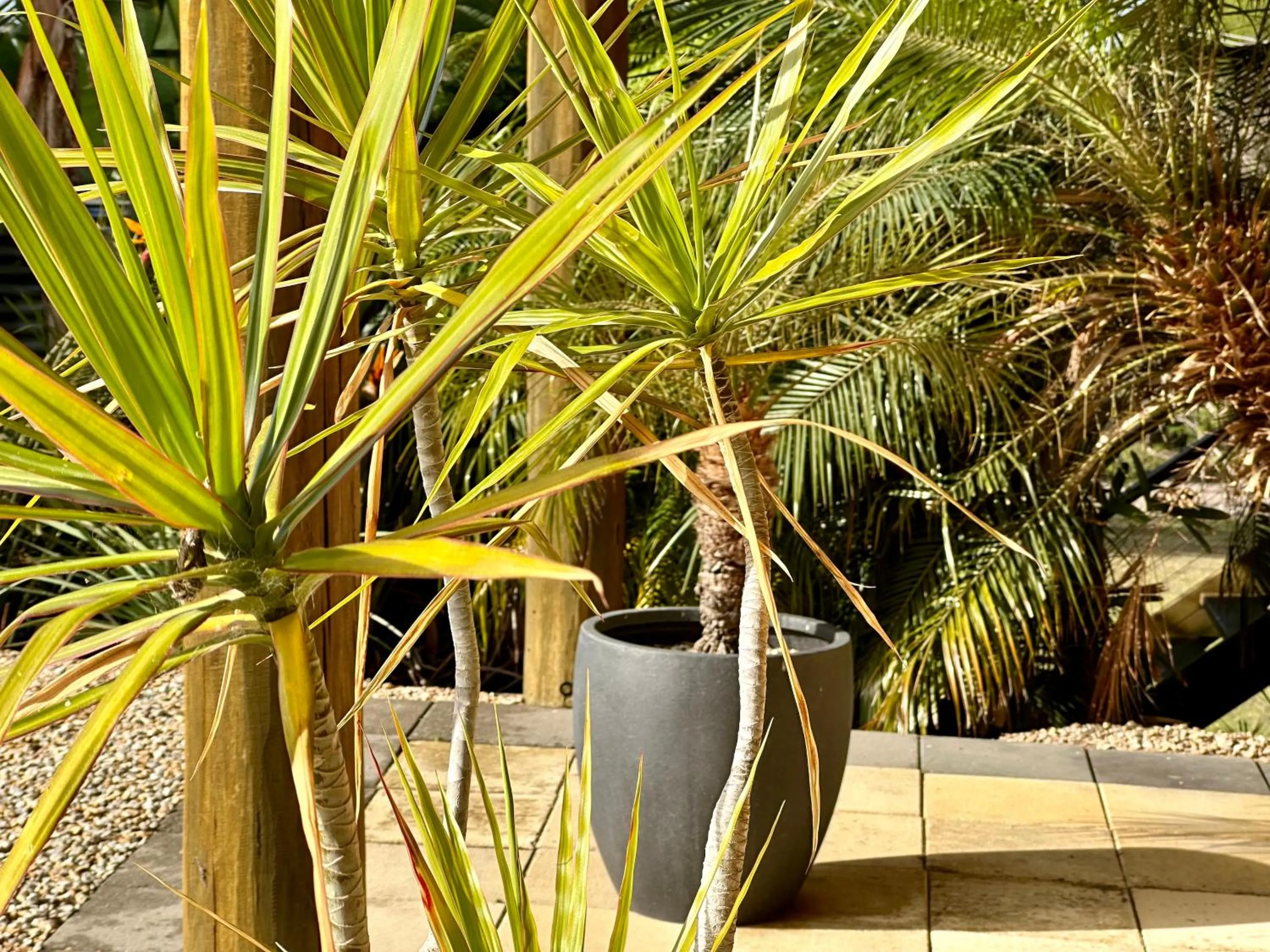 Garden in The Wave Oasis SC B&B
