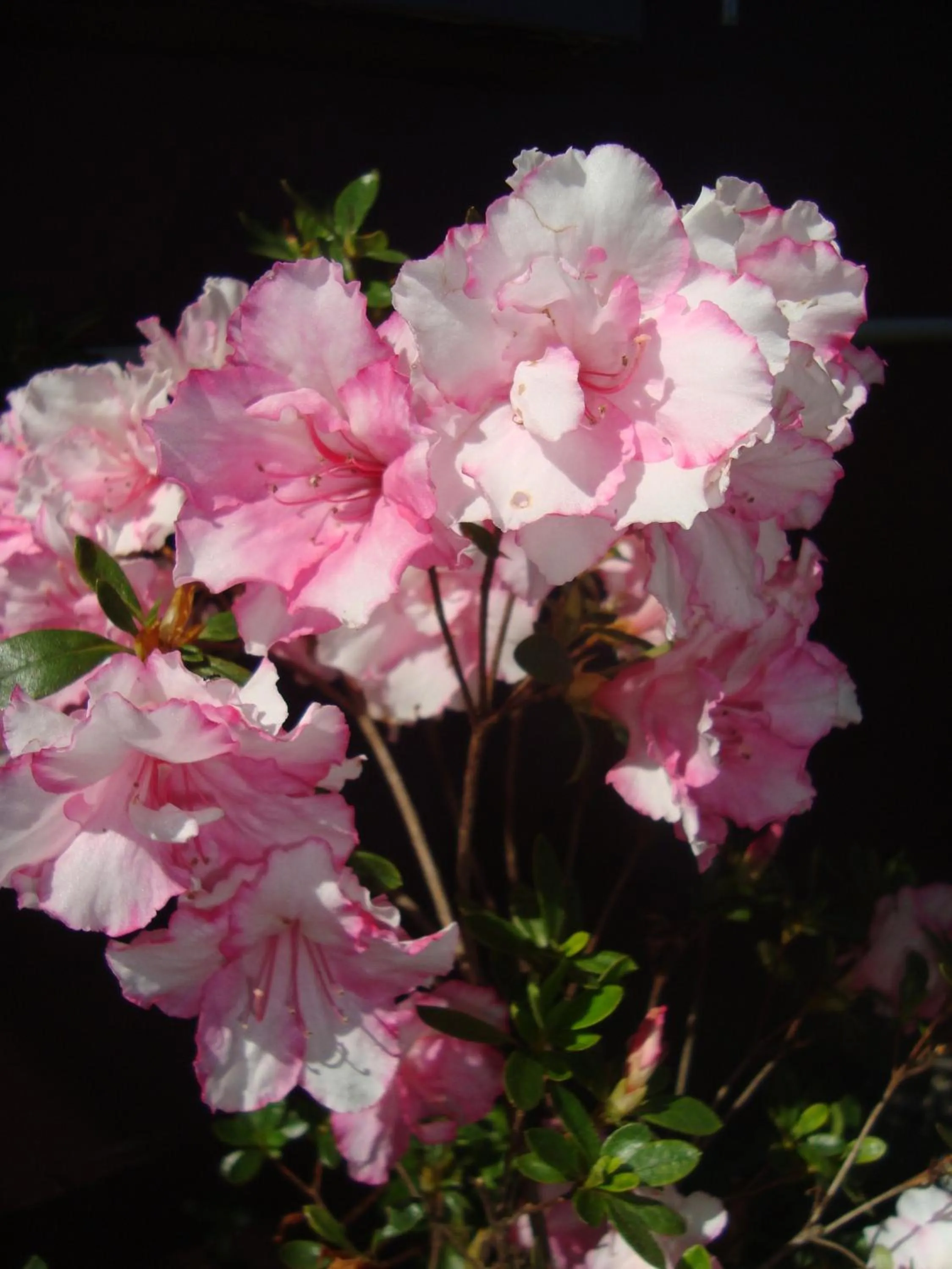 Garden in Elm Lodge Bright